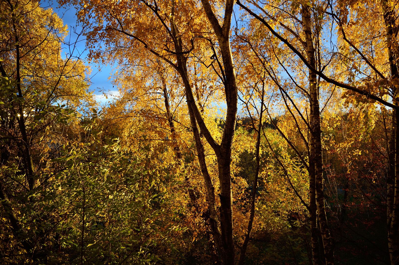 Nikon D3200 sample photo. Tree, autumn, wood photography