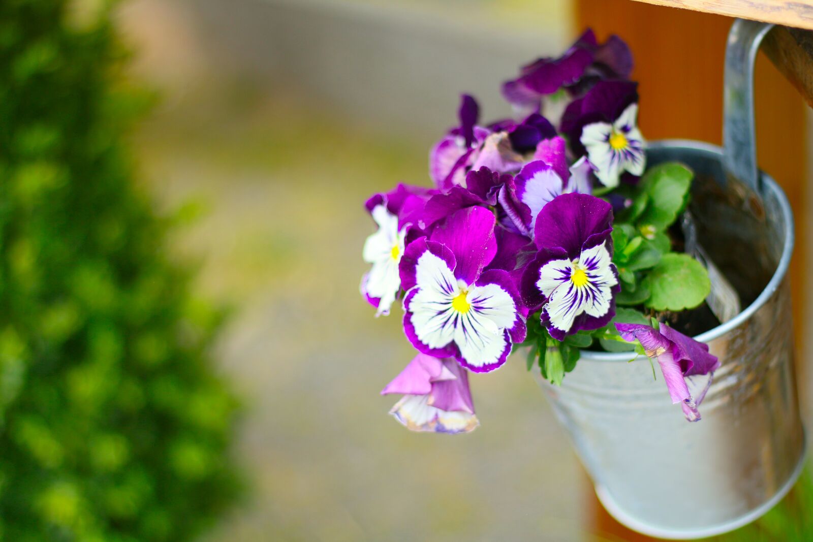 Canon EOS 70D + Canon EF 50mm F1.8 STM sample photo. Pansy, spring, flower photography