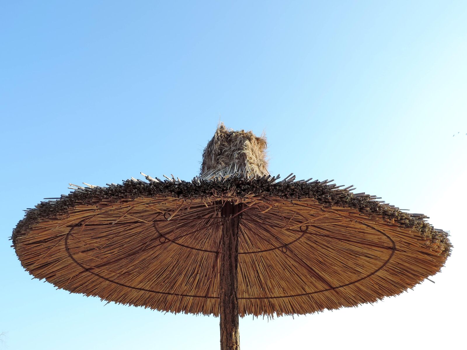 Nikon Coolpix P520 sample photo. Parasol, summer time, nature photography