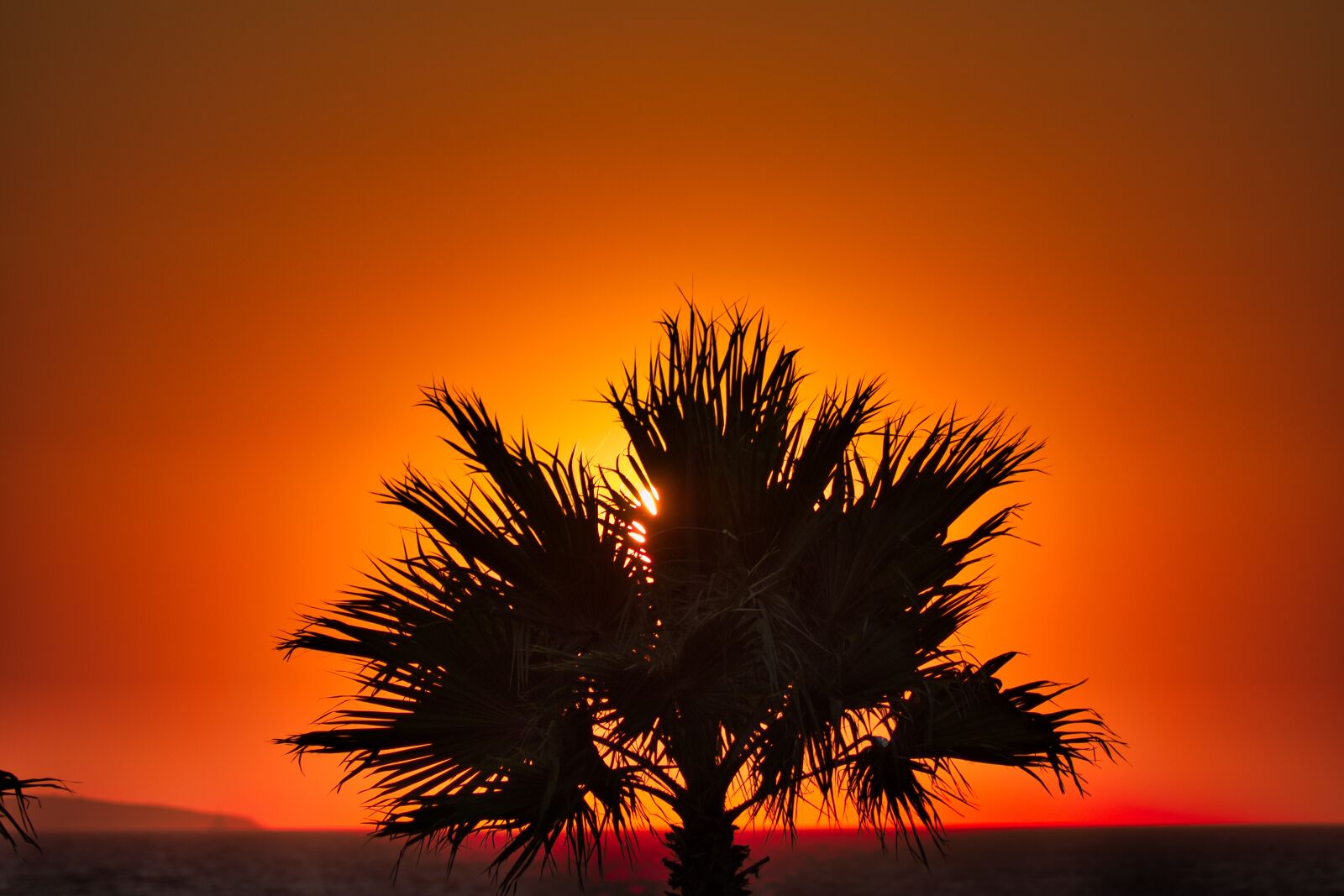 Canon EOS 80D sample photo. Palm, sea, summer photography