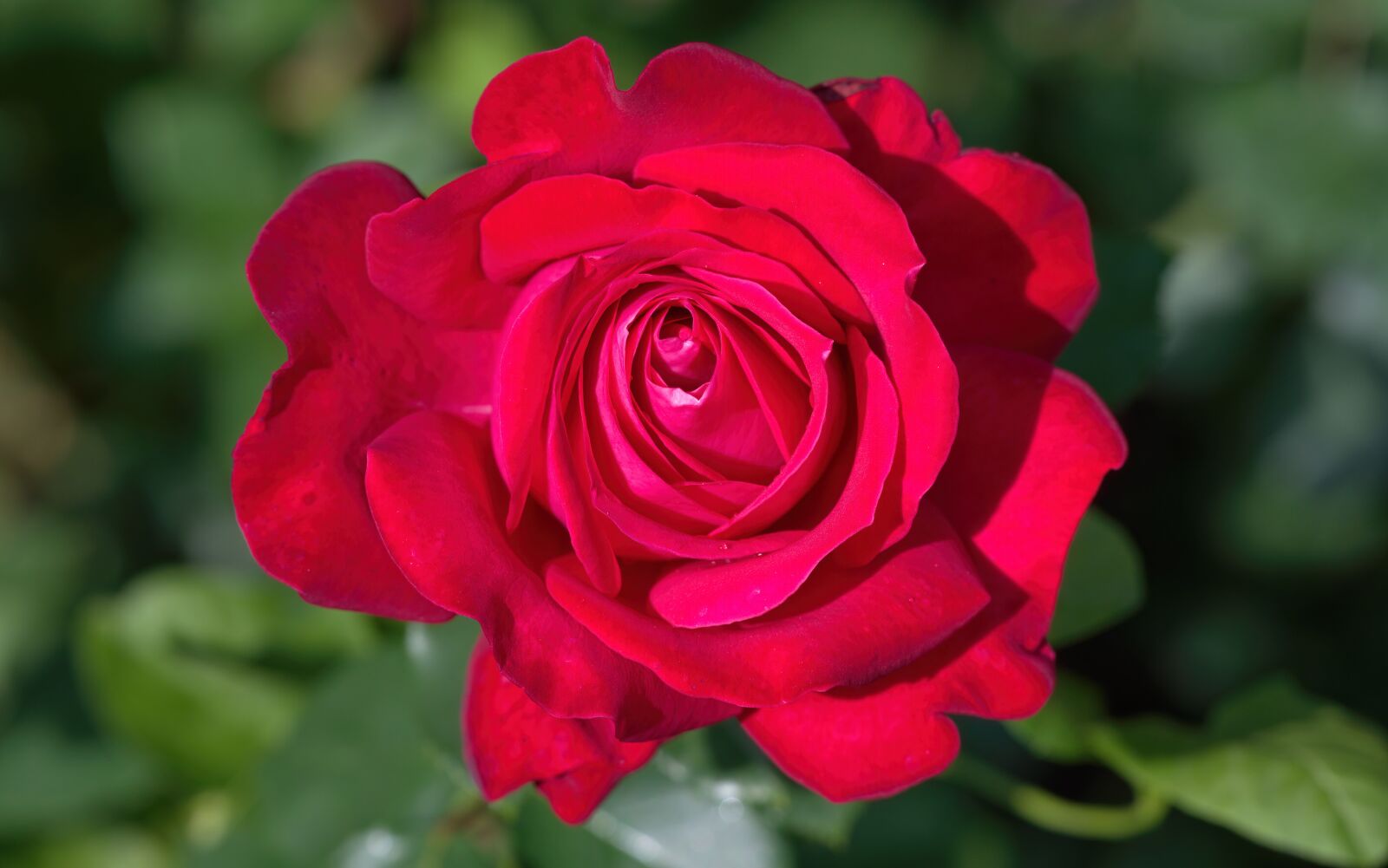Nikon D5300 sample photo. Flower, rose, petals photography