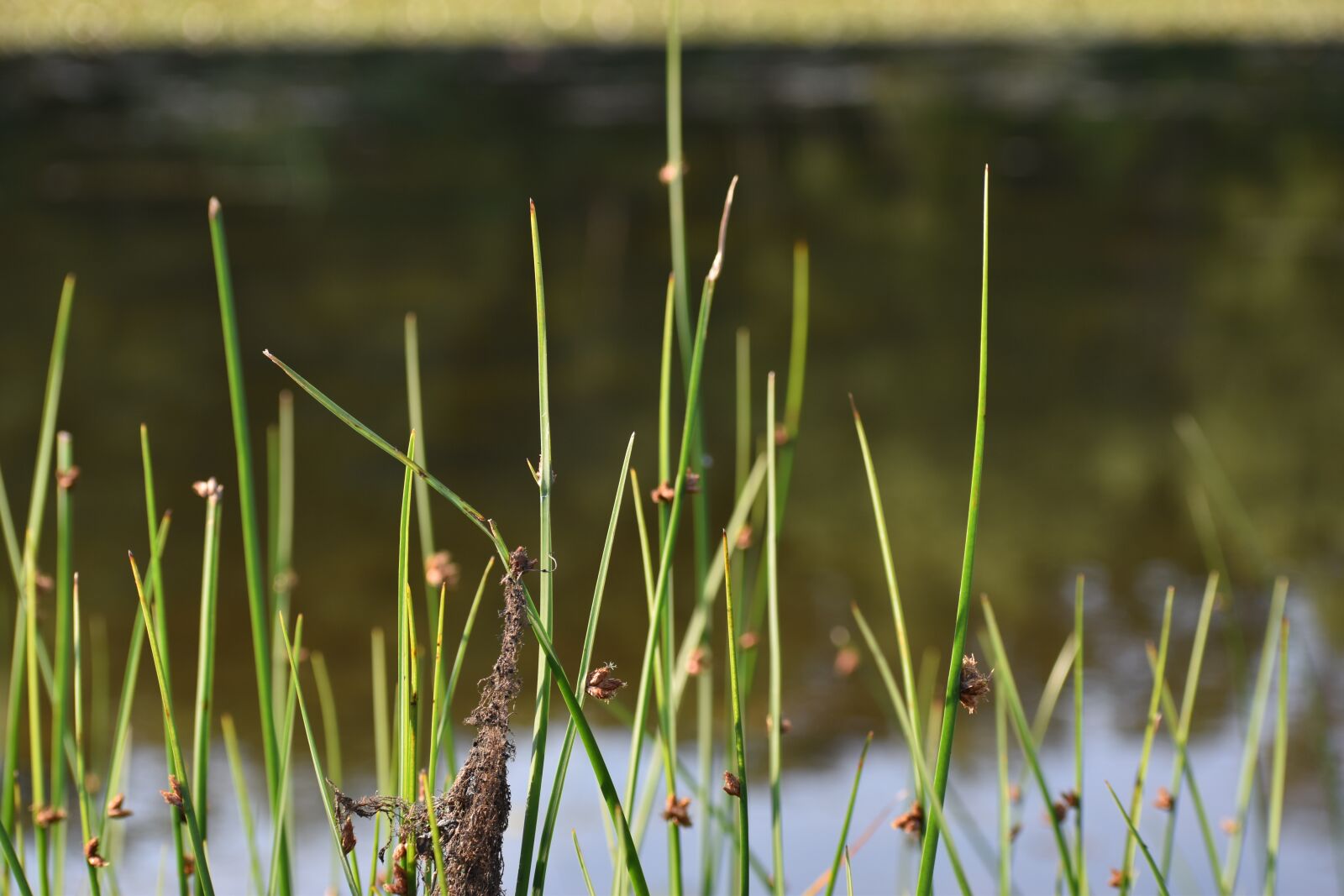 Nikon D5600 sample photo. Grass, water, nature photography