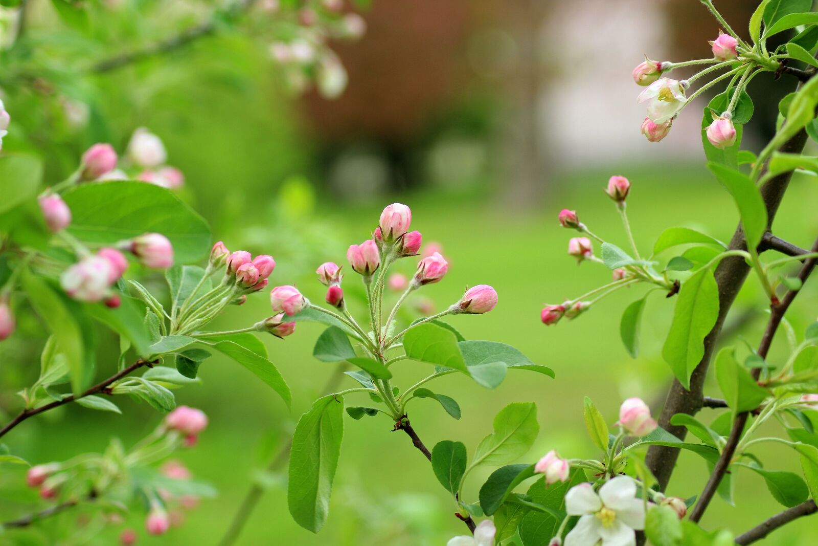Canon EOS 1200D (EOS Rebel T5 / EOS Kiss X70 / EOS Hi) sample photo. Flowering tree, fruit tree photography