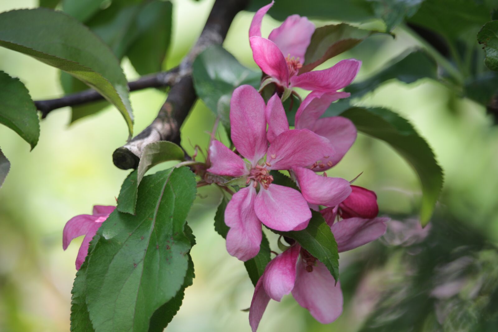 Canon EF-S 55-250mm F4-5.6 IS STM sample photo. Spring, flower, apple photography