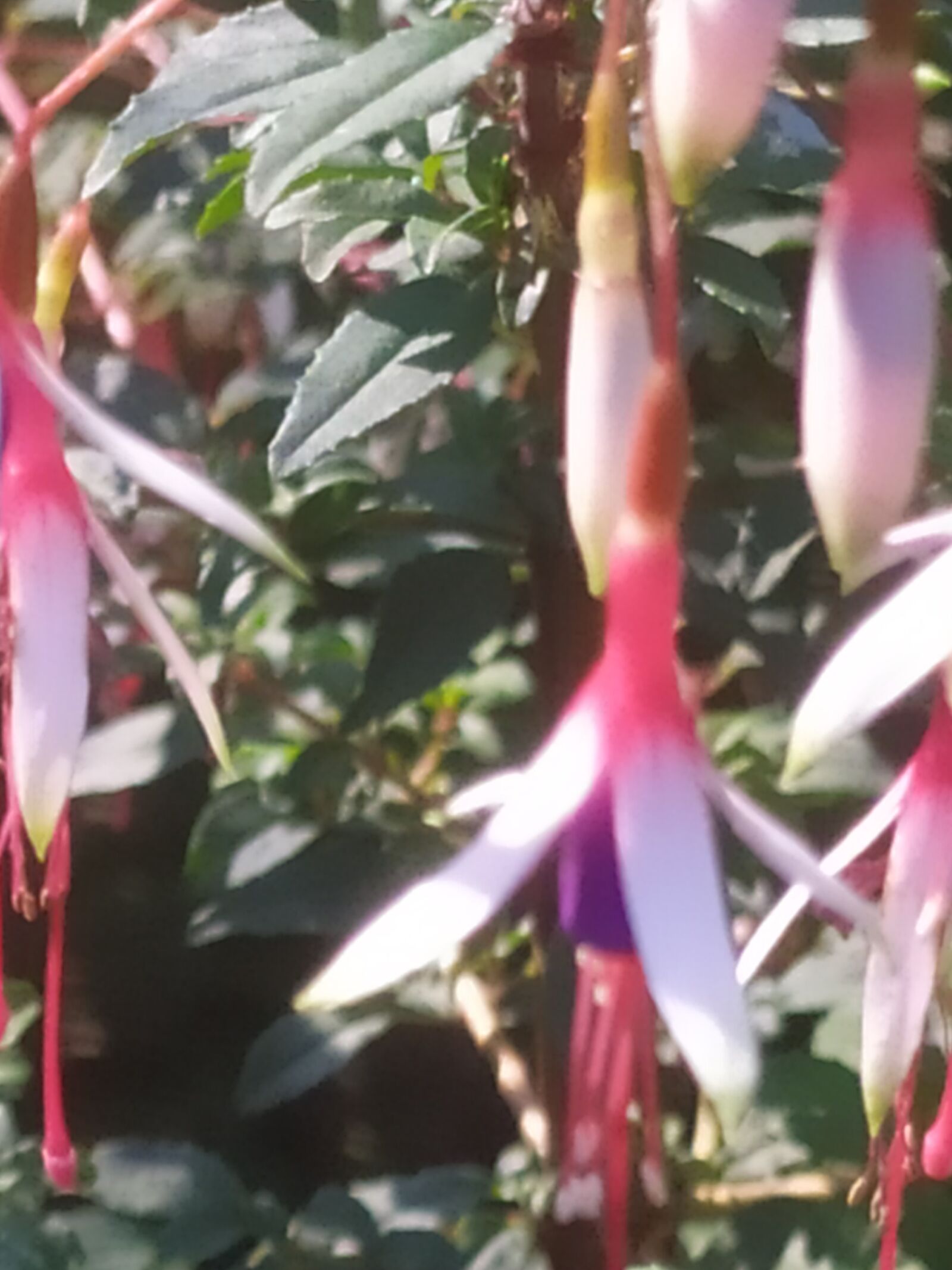 Xiaomi Redmi Note 7 sample photo. Nature, summer, flowers photography