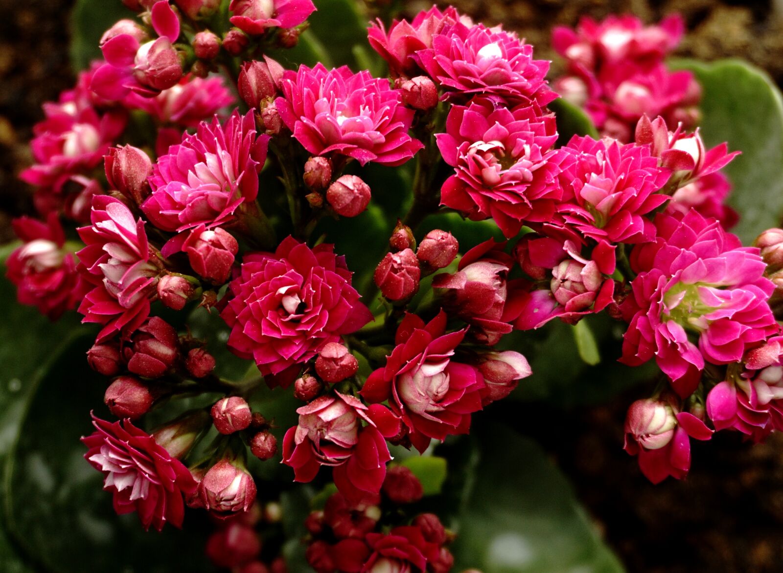 Sony a6000 sample photo. Flower, kalanchoe, garden photography