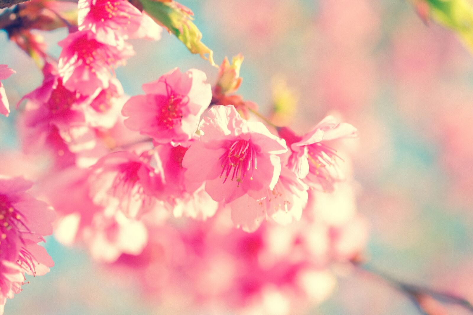 Fujifilm X-A1 + Fujifilm XF 60mm F2.4 R Macro sample photo. Flower, cherry blossom, japanese photography
