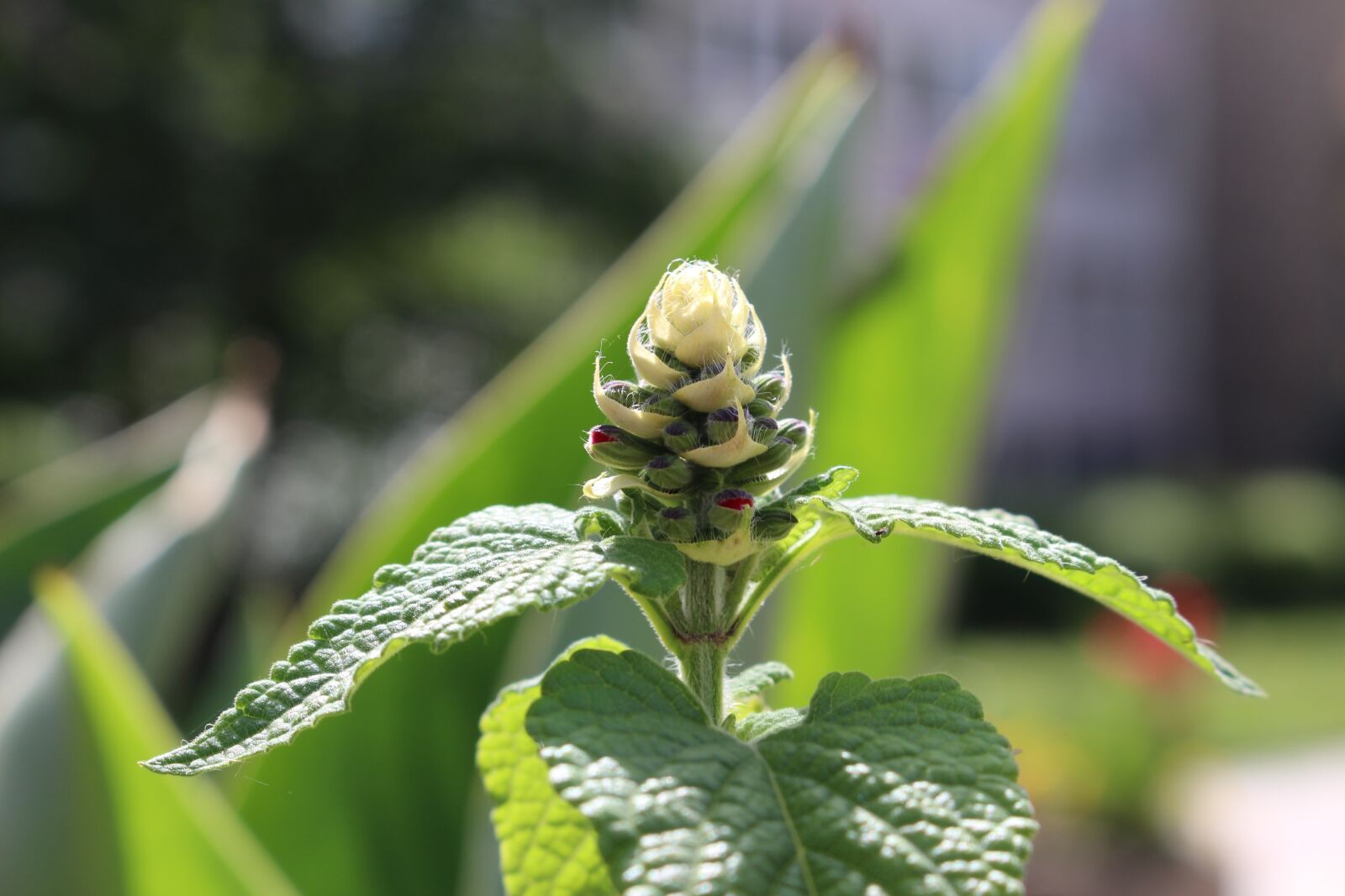 Canon EOS 100D (EOS Rebel SL1 / EOS Kiss X7) sample photo. Herb, green herb, summer photography