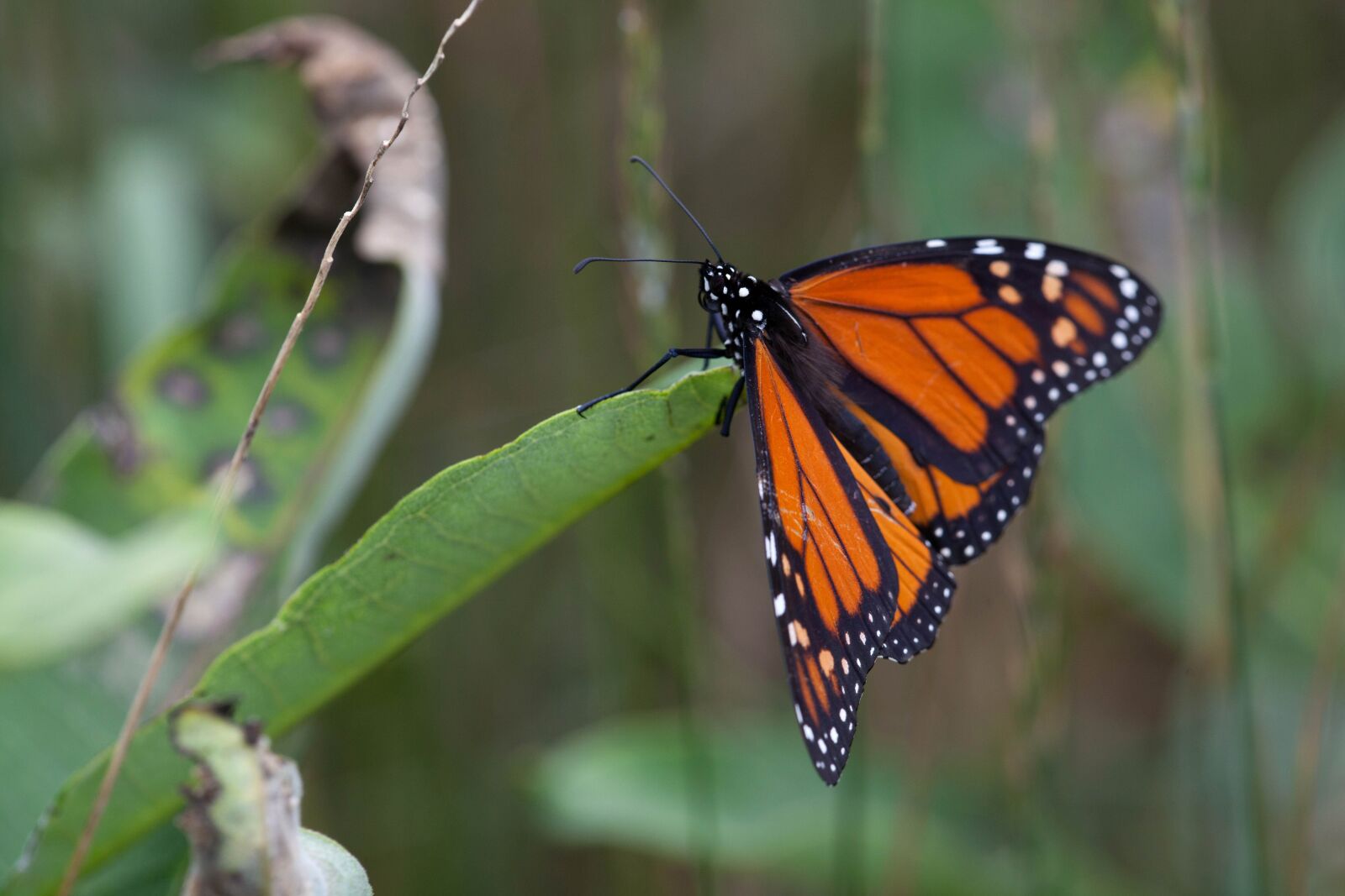 Canon EOS 5D Mark II sample photo. Monarch butterfly, insect, milkweed photography