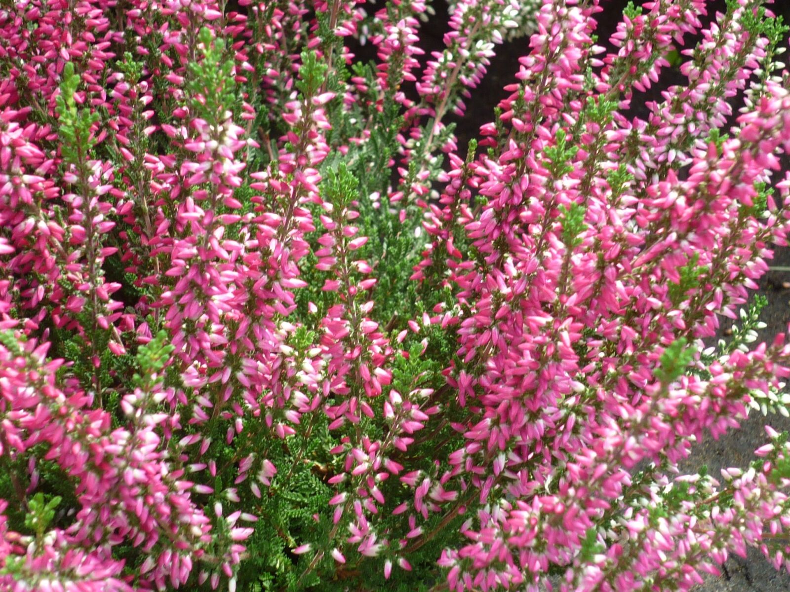 Panasonic Lumix DMC-FS6 sample photo. Buds-heath, tiny, small photography