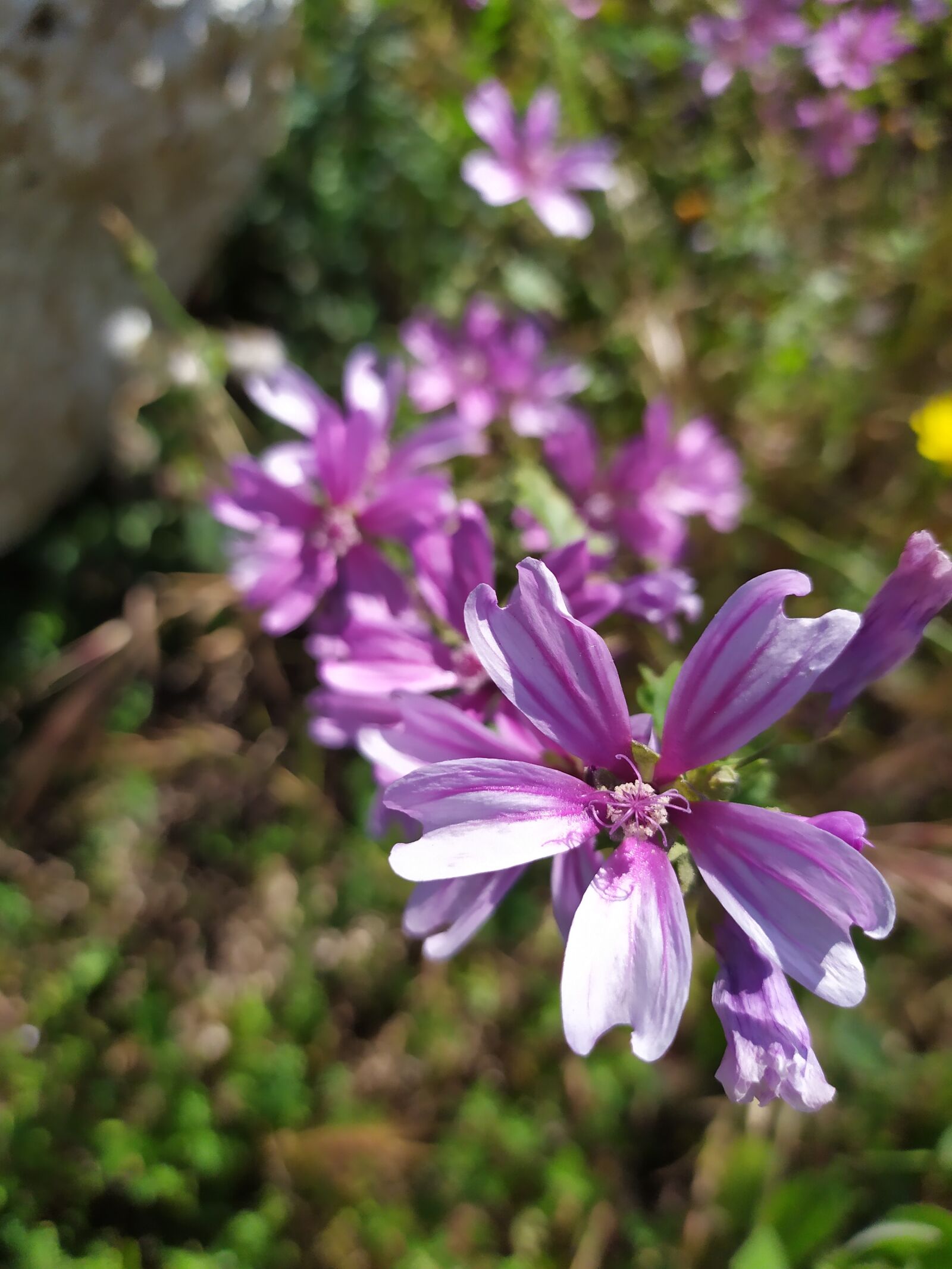 Xiaomi Redmi Note 7 sample photo. Flowers, violet, nature photography