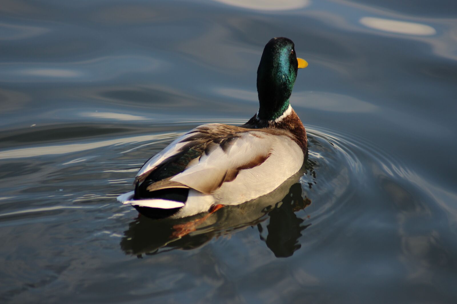 Canon EOS 700D (EOS Rebel T5i / EOS Kiss X7i) sample photo. Duck, pool, water photography