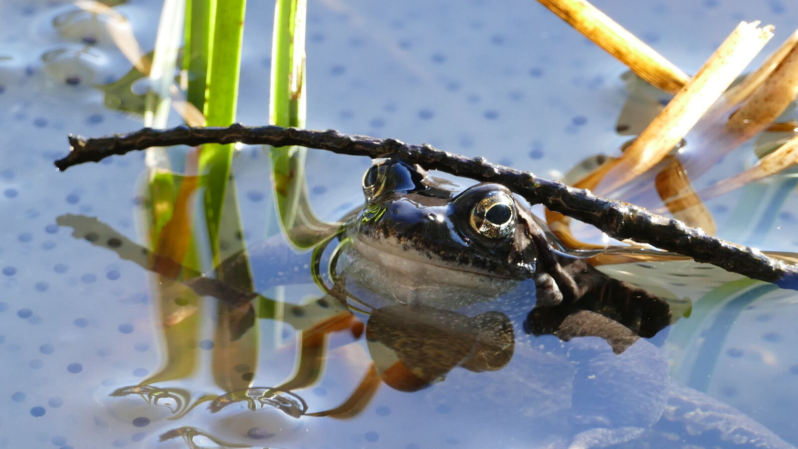 Panasonic Lumix DMC-FZ1000 sample photo. Amphibian, frog, lake, pond photography