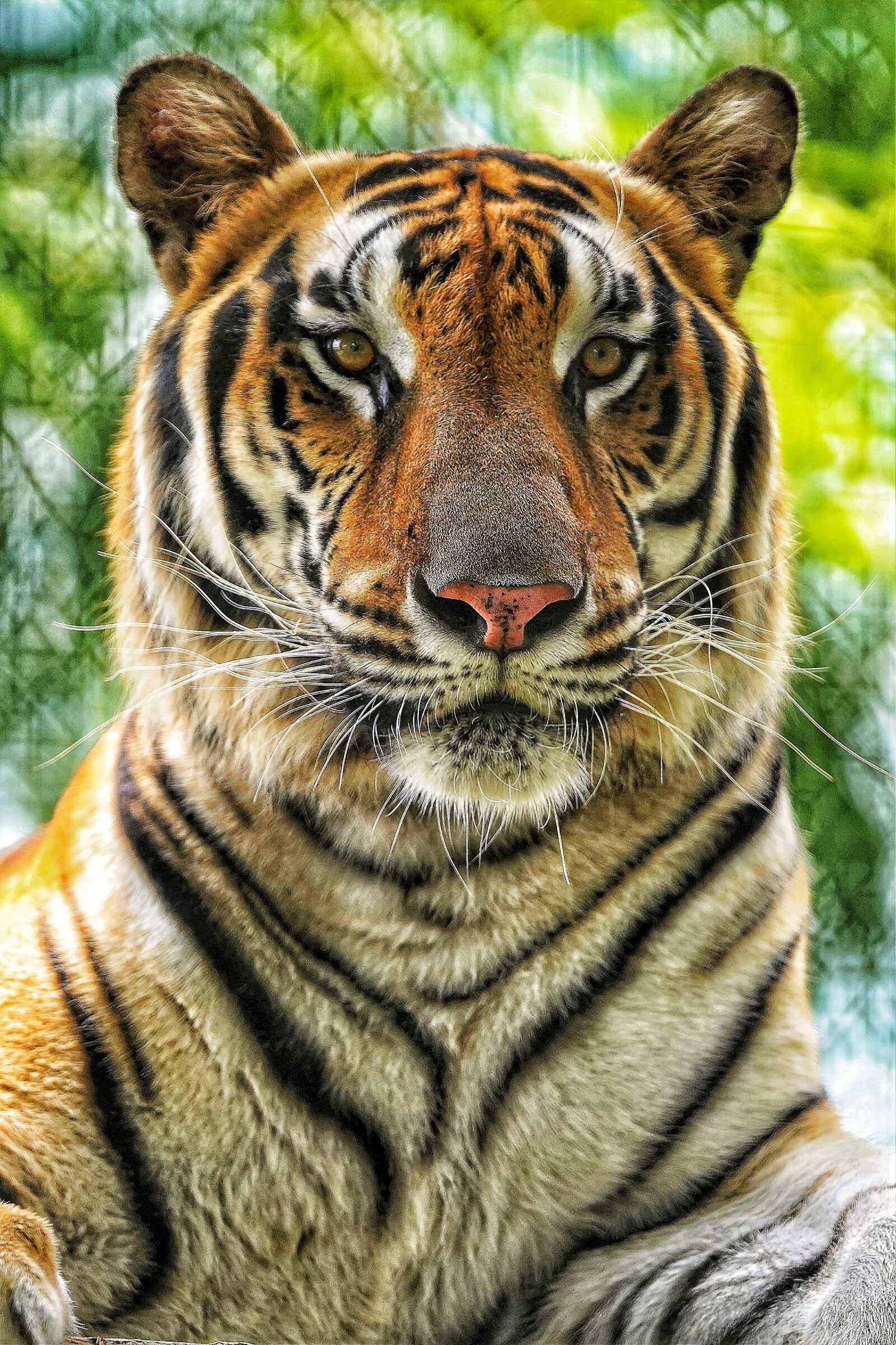 Sony a7 III sample photo. Tiger, zoo, stripes photography