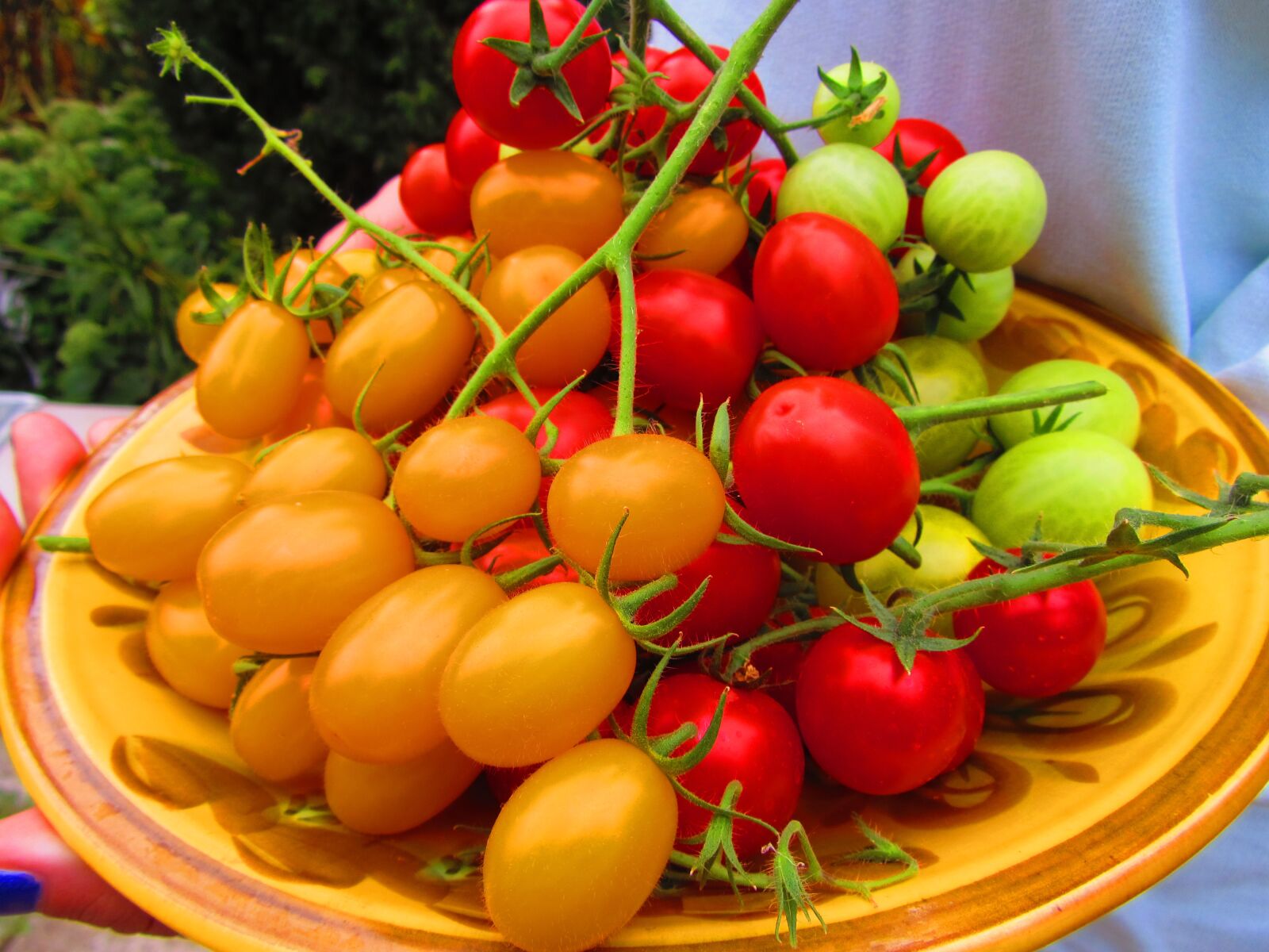 Canon PowerShot SX220 HS sample photo. Tomatoes, harvest, vegetables photography