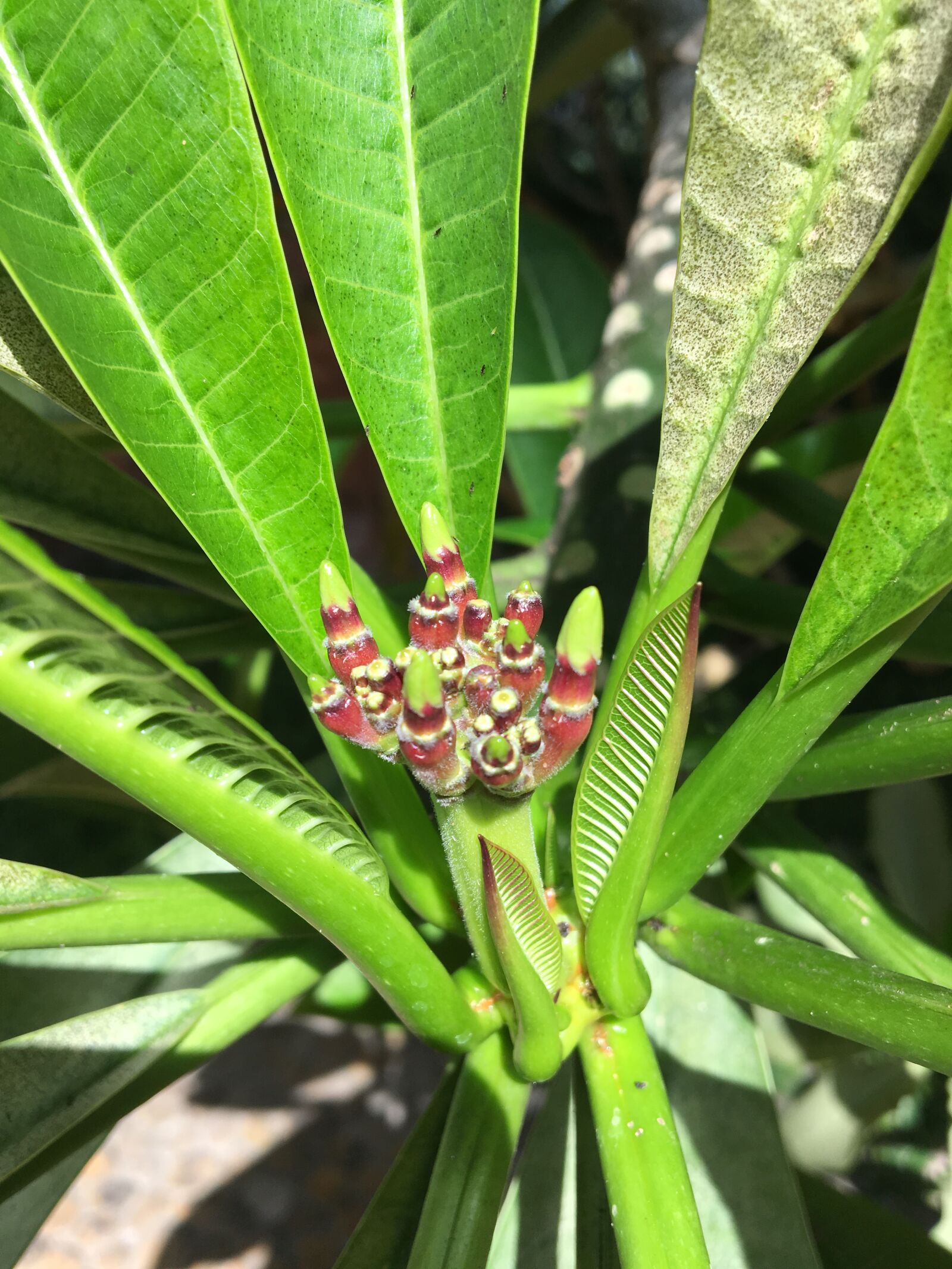 Apple iPhone 6s sample photo. Inflorescence, tropics, bali photography