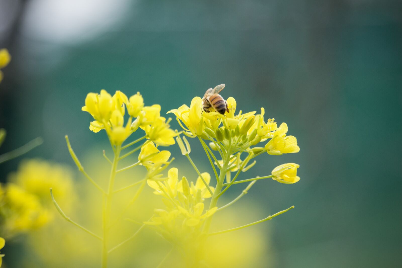 Canon EOS 700D (EOS Rebel T5i / EOS Kiss X7i) + Canon EF-S 55-250mm F4-5.6 IS STM sample photo. Flower, bee, plant photography