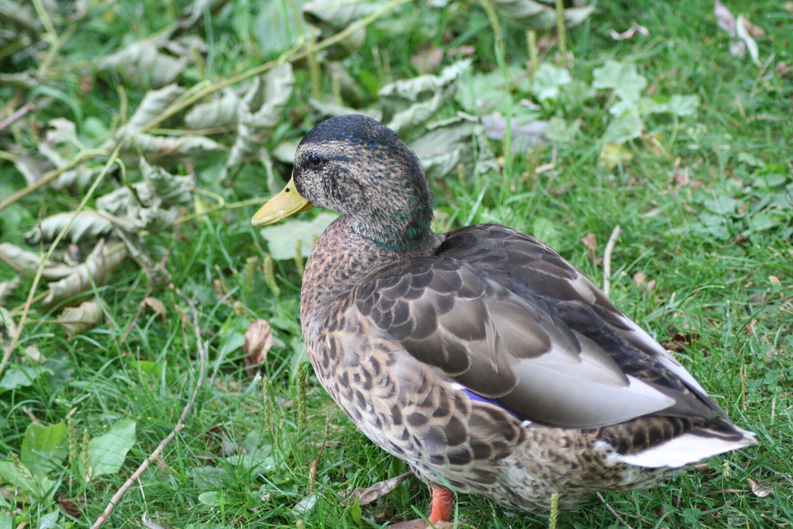 Canon EOS 350D (EOS Digital Rebel XT / EOS Kiss Digital N) sample photo. Anas, platyrhynchos, mallard photography