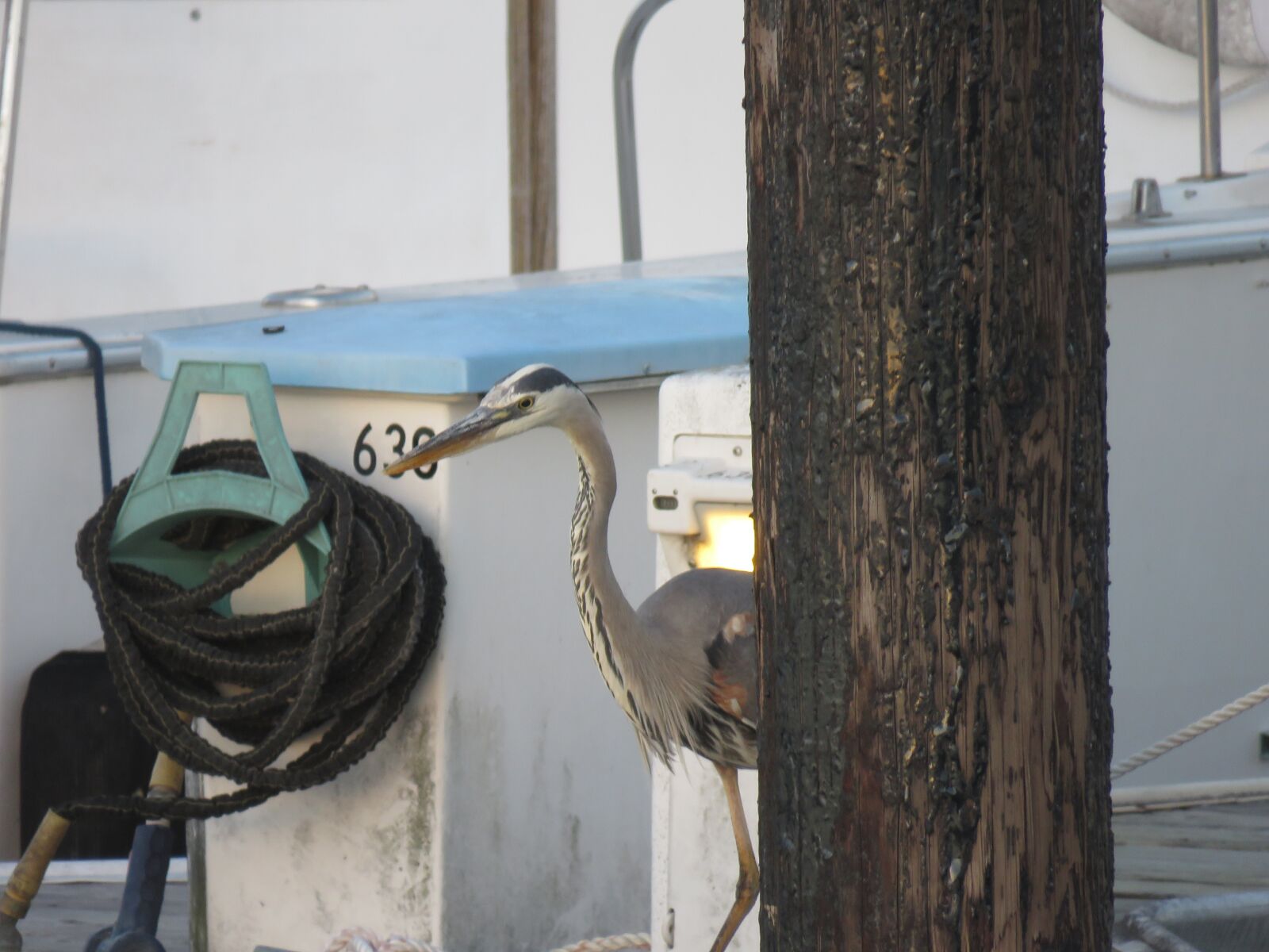 Canon PowerShot SX60 HS sample photo. Great blue heron, california photography