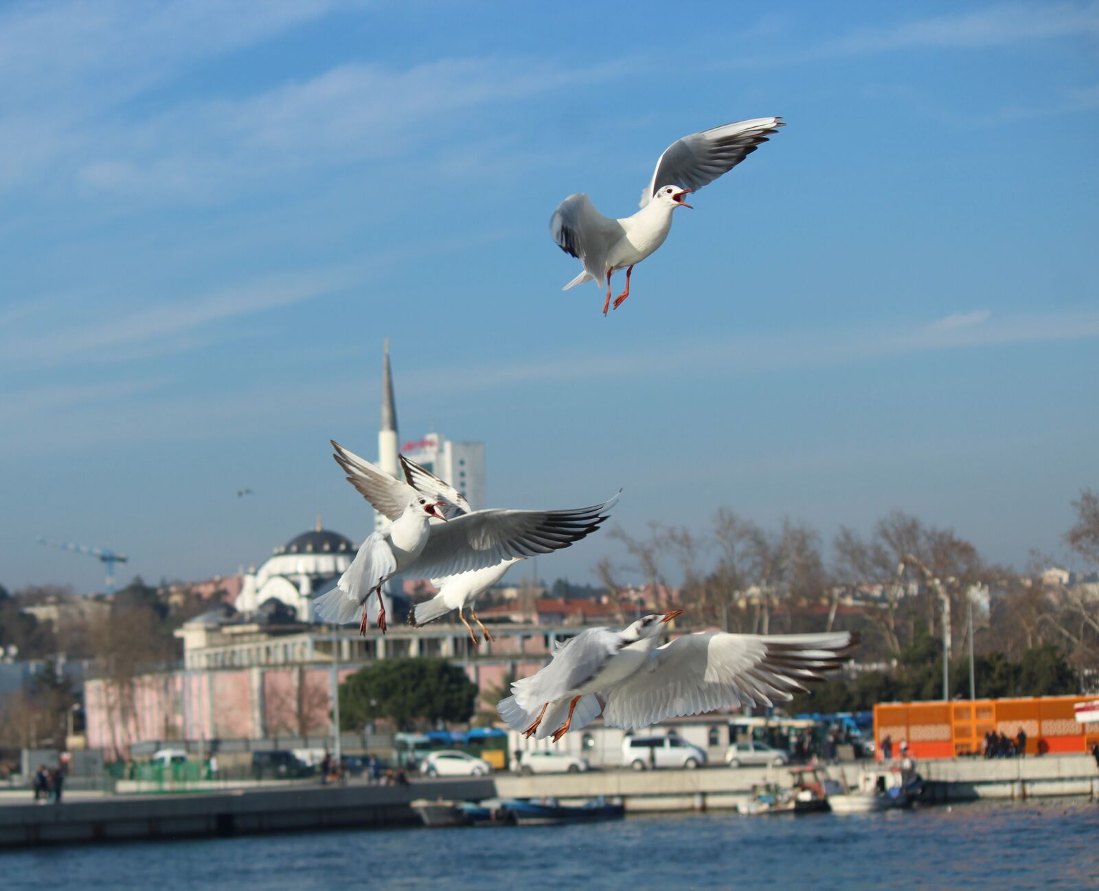 Canon EOS 1300D (EOS Rebel T6 / EOS Kiss X80) sample photo. Seagull, gulls, istanbul photography