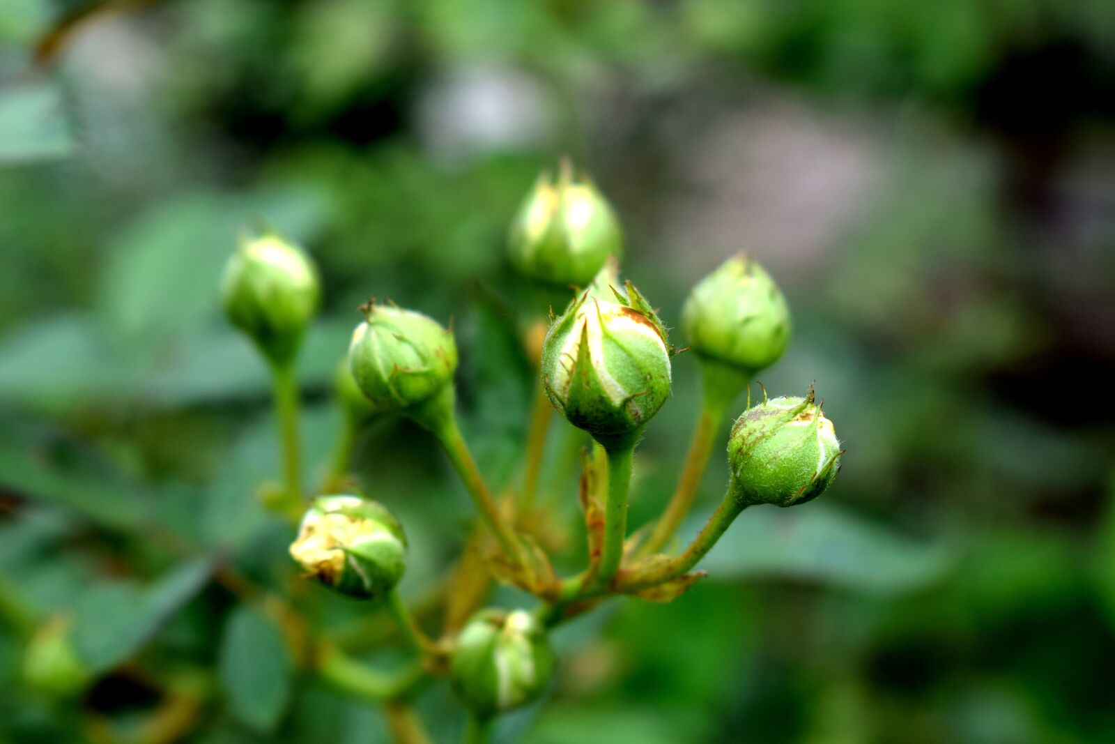 Nikon D3300 sample photo. Nature, flowers, fresh photography