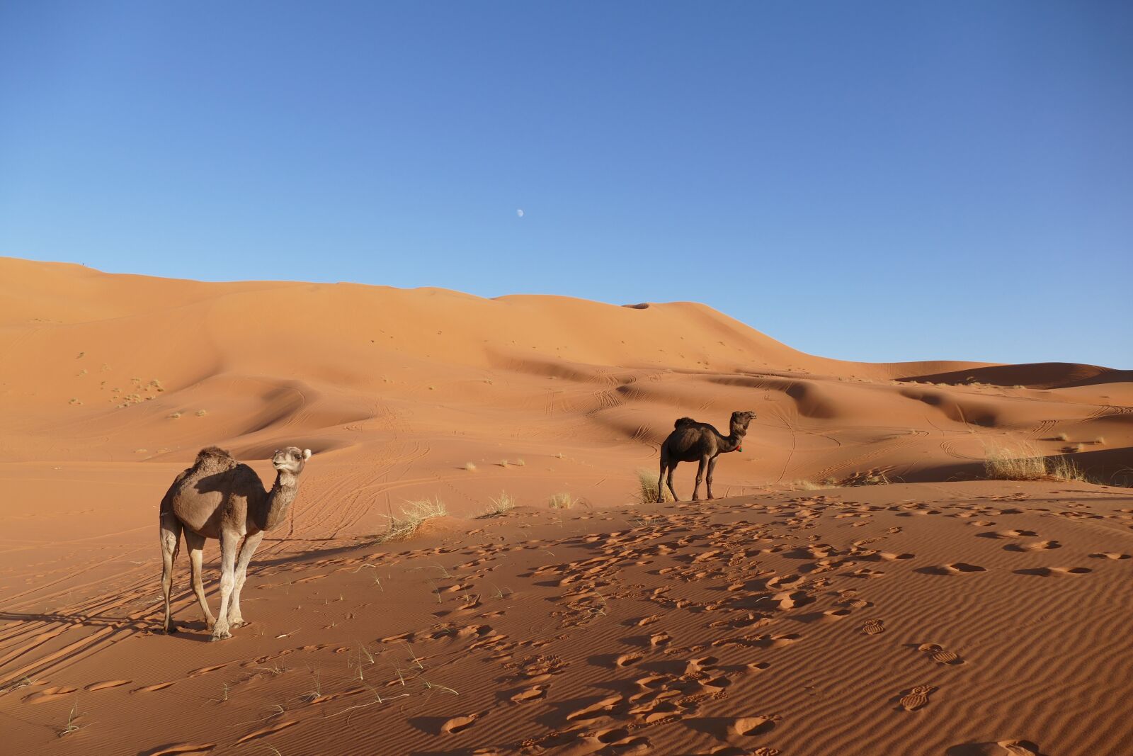 Panasonic Lumix DMC-FZ1000 sample photo. Merzouga, morocco, africa photography