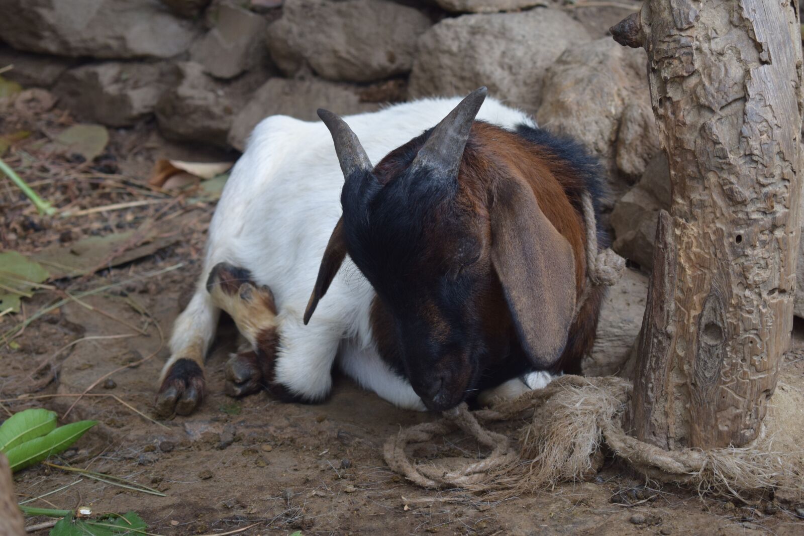 Nikon D5300 sample photo. Fresh goat meat, goat photography