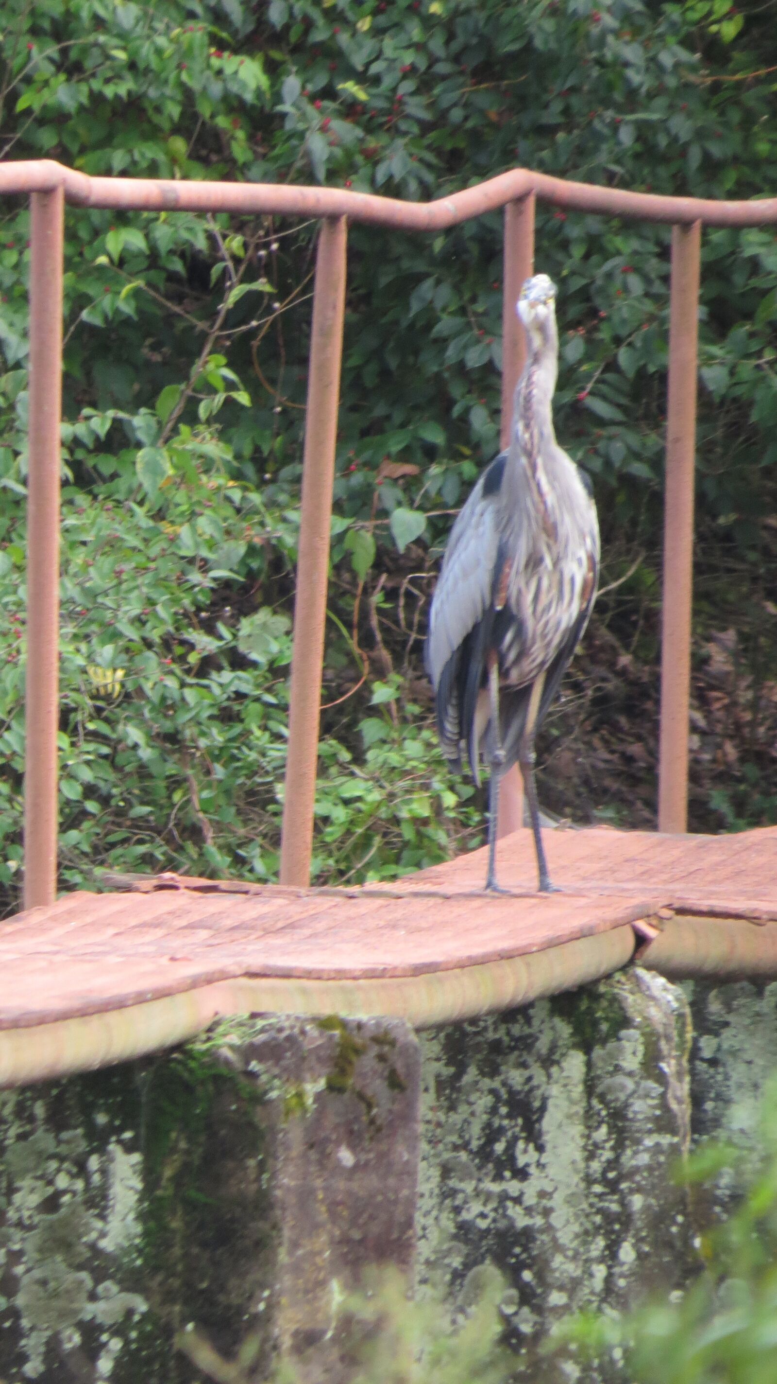 Canon PowerShot SX50 HS sample photo. Blue heron, bird, wildlife photography