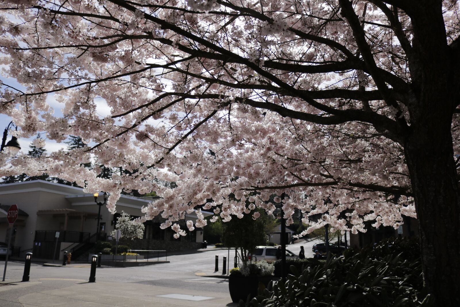 Canon EOS 750D (EOS Rebel T6i / EOS Kiss X8i) sample photo. Cherry blossom, spring, pink photography