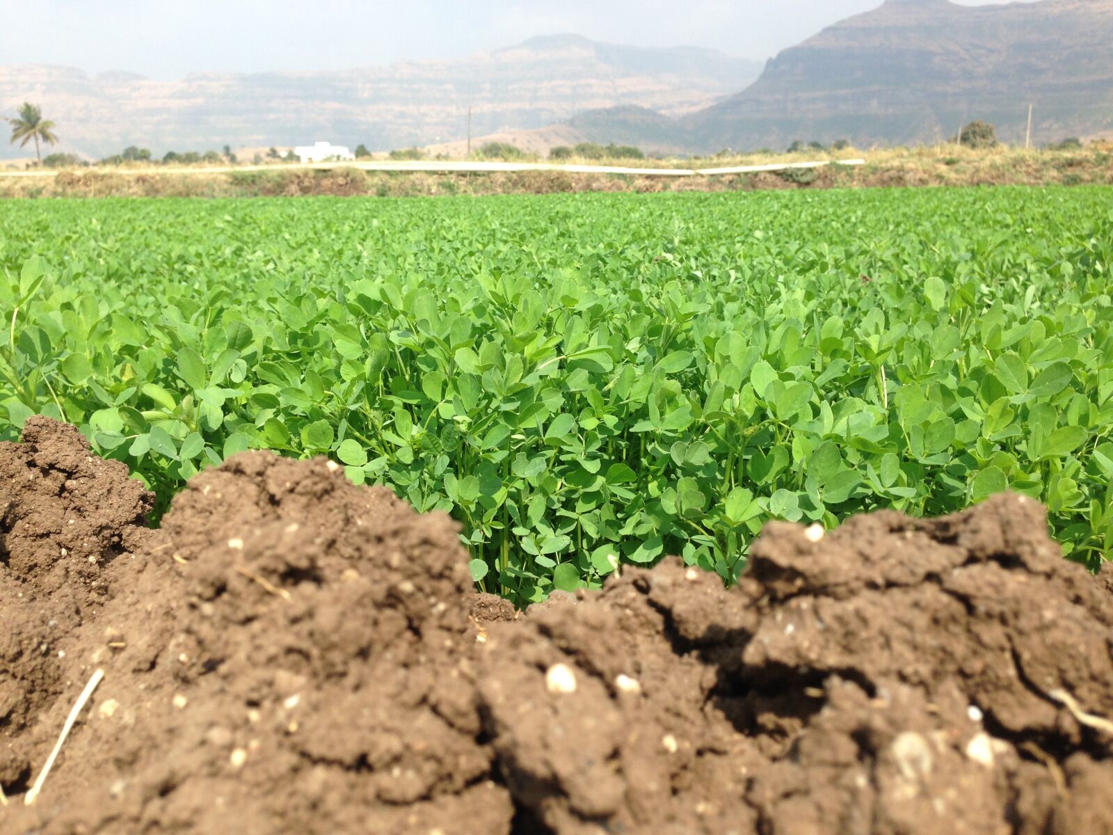 iPhone 5 back camera 4.12mm f/2.4 sample photo. Farm, soil, farm field photography