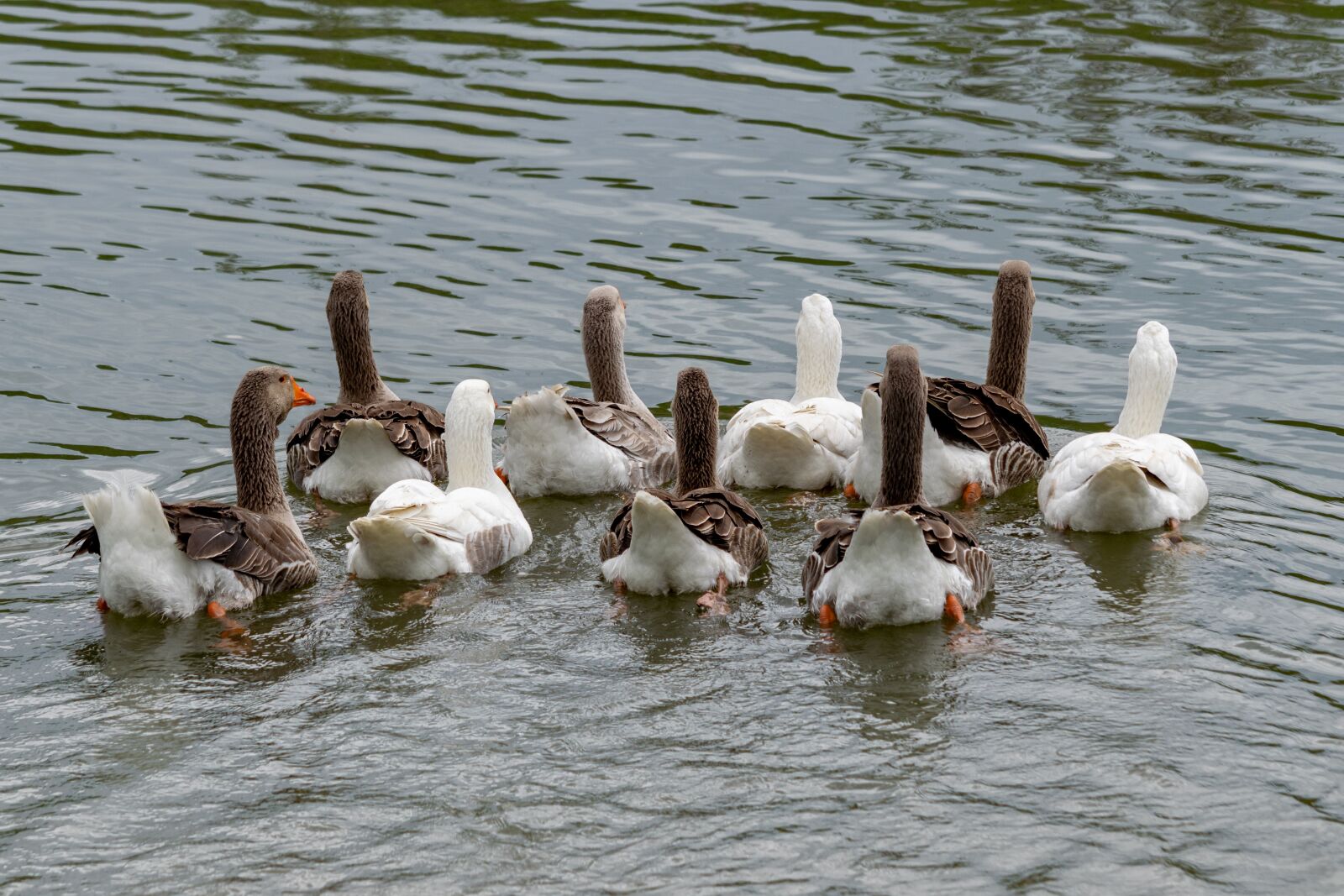Nikon D3300 sample photo. Bird, fly, nature photography
