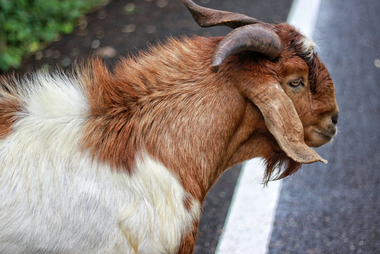 Canon EOS 500D (EOS Rebel T1i / EOS Kiss X3) sample photo. Goat, flirt, livestock photography