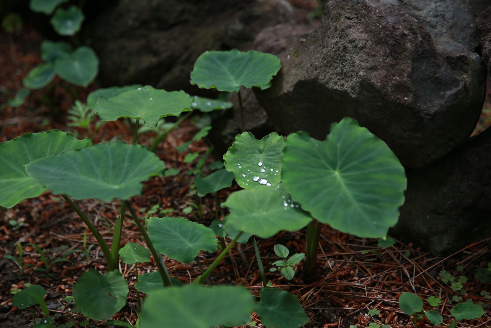 Canon EOS 6D + Canon EF 24-105mm F4L IS USM sample photo. Leaf, life, nature photography