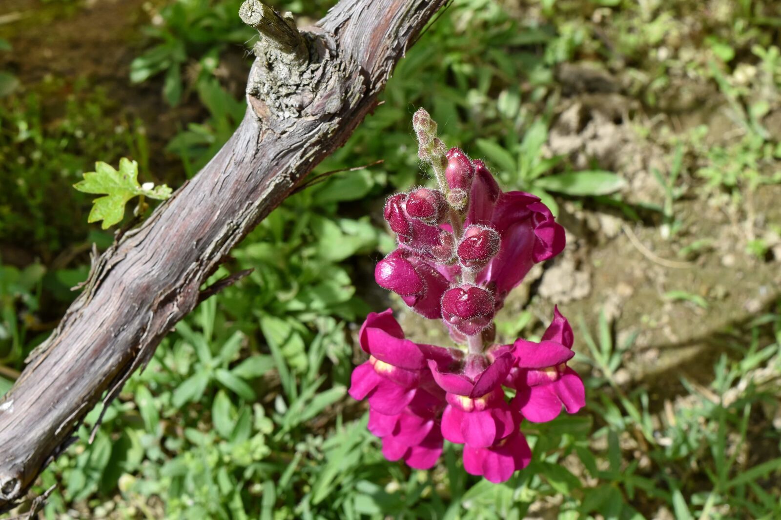 Nikon D5500 sample photo. Flower bud, purple, vineyard photography