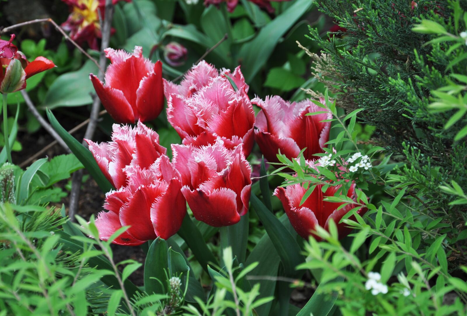Nikon D5000 sample photo. Tulip, spring, nature photography