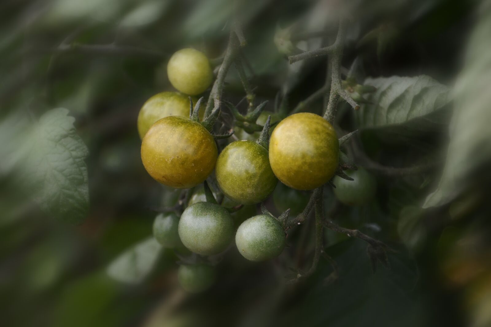 Nikon D3200 sample photo. Tomato, cherry tomato, vegetables photography