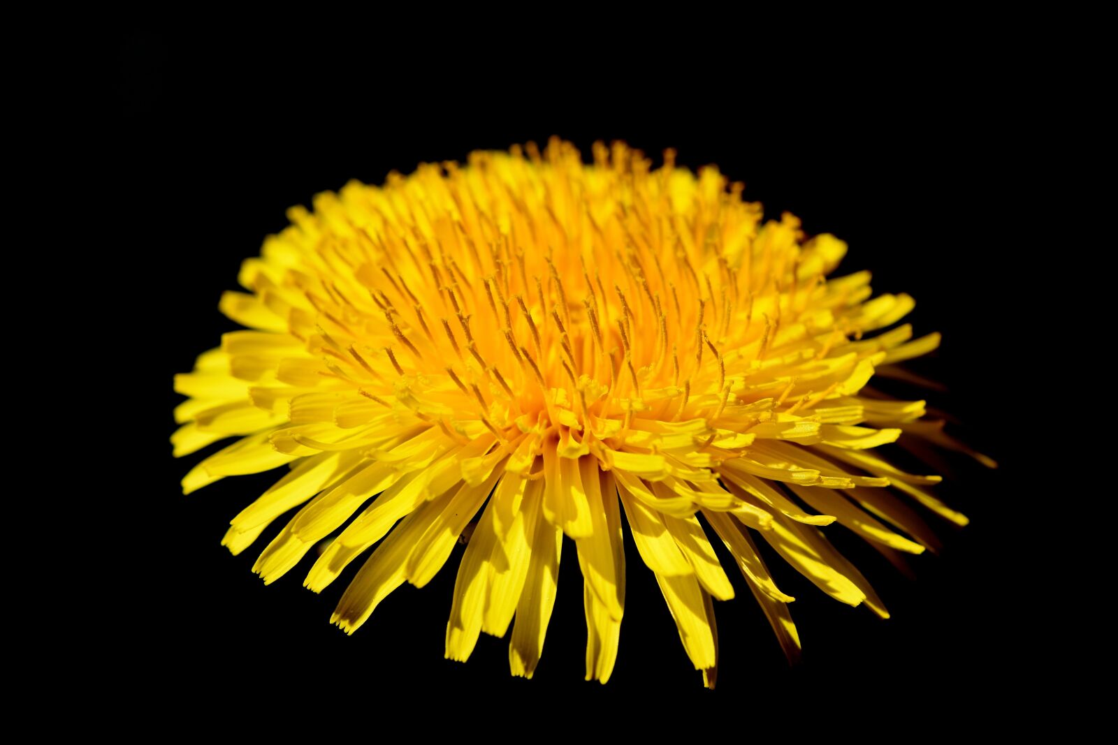 Nikon D7200 sample photo. Dandelion flower, dandelion, flower photography