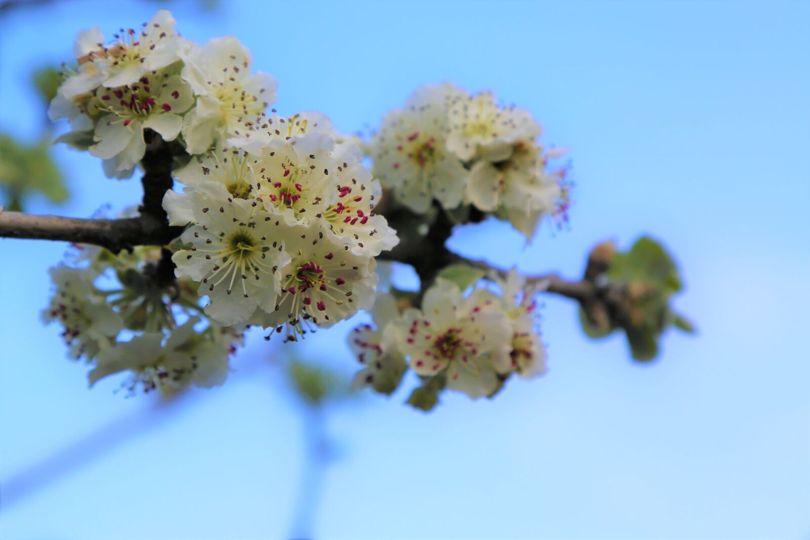 Canon EOS 5D Mark III sample photo. Flower, nature, branch photography