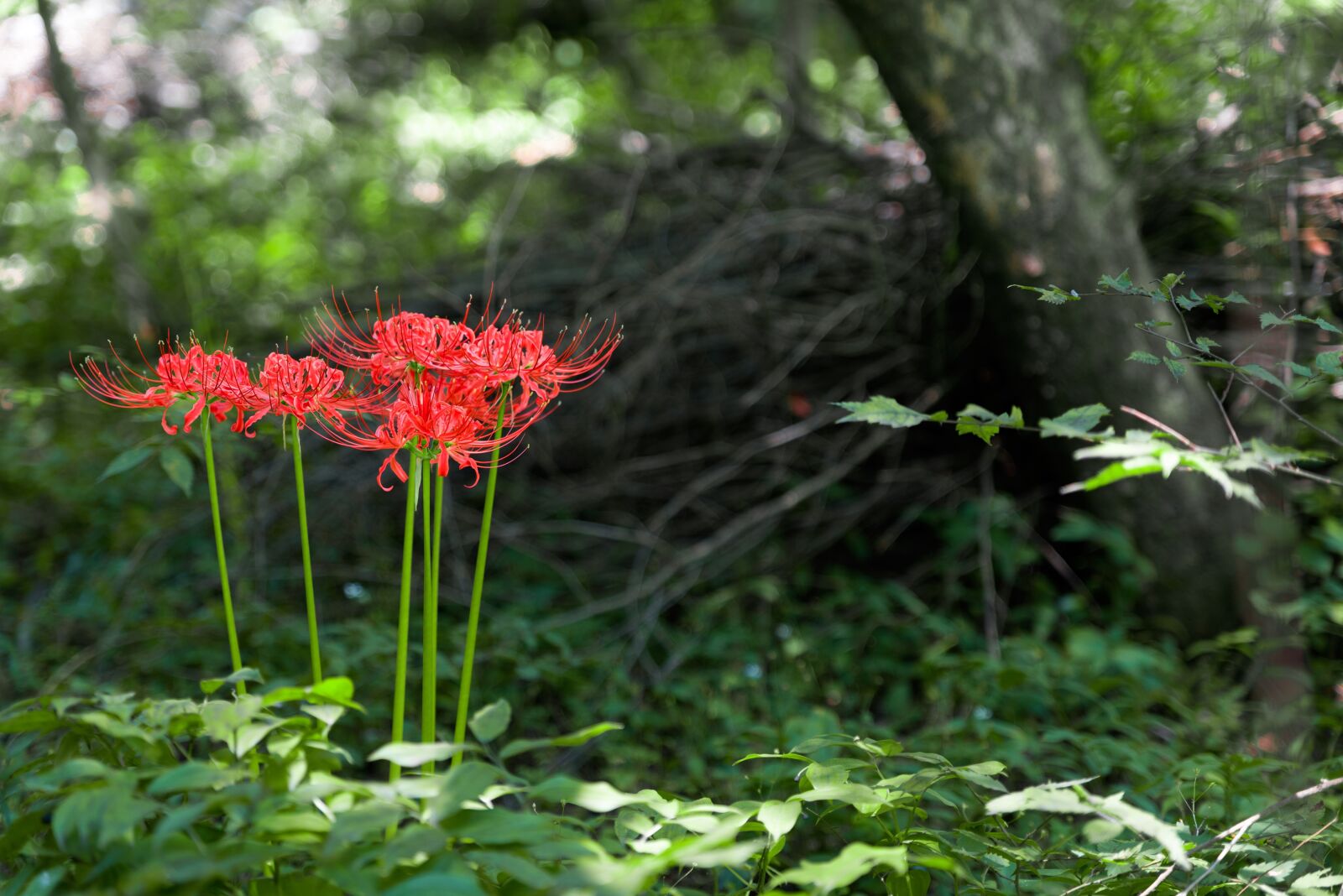 Nikon D750 sample photo. Flowers for, xishan, lycoris photography