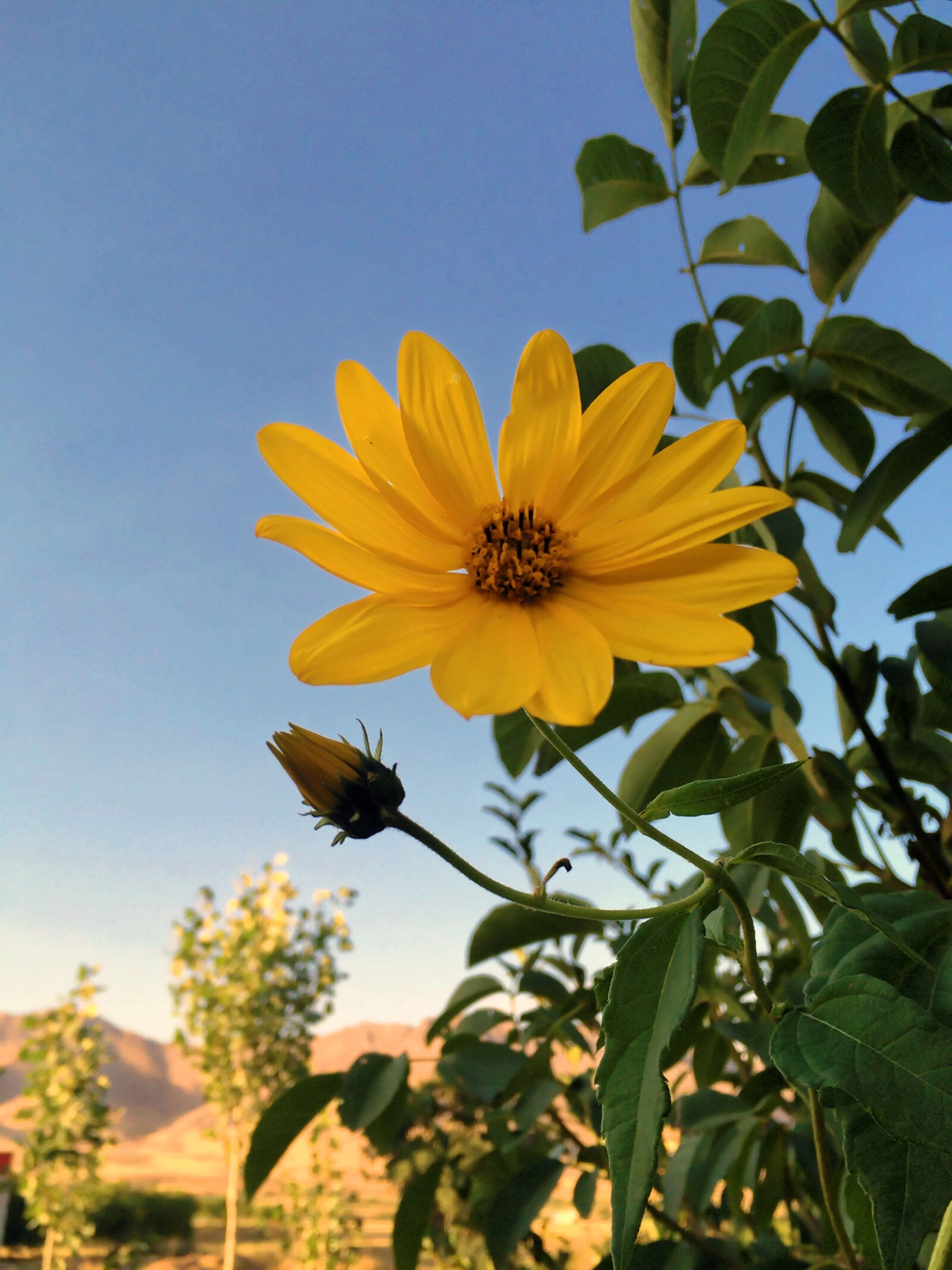 Apple iPhone 5s sample photo
