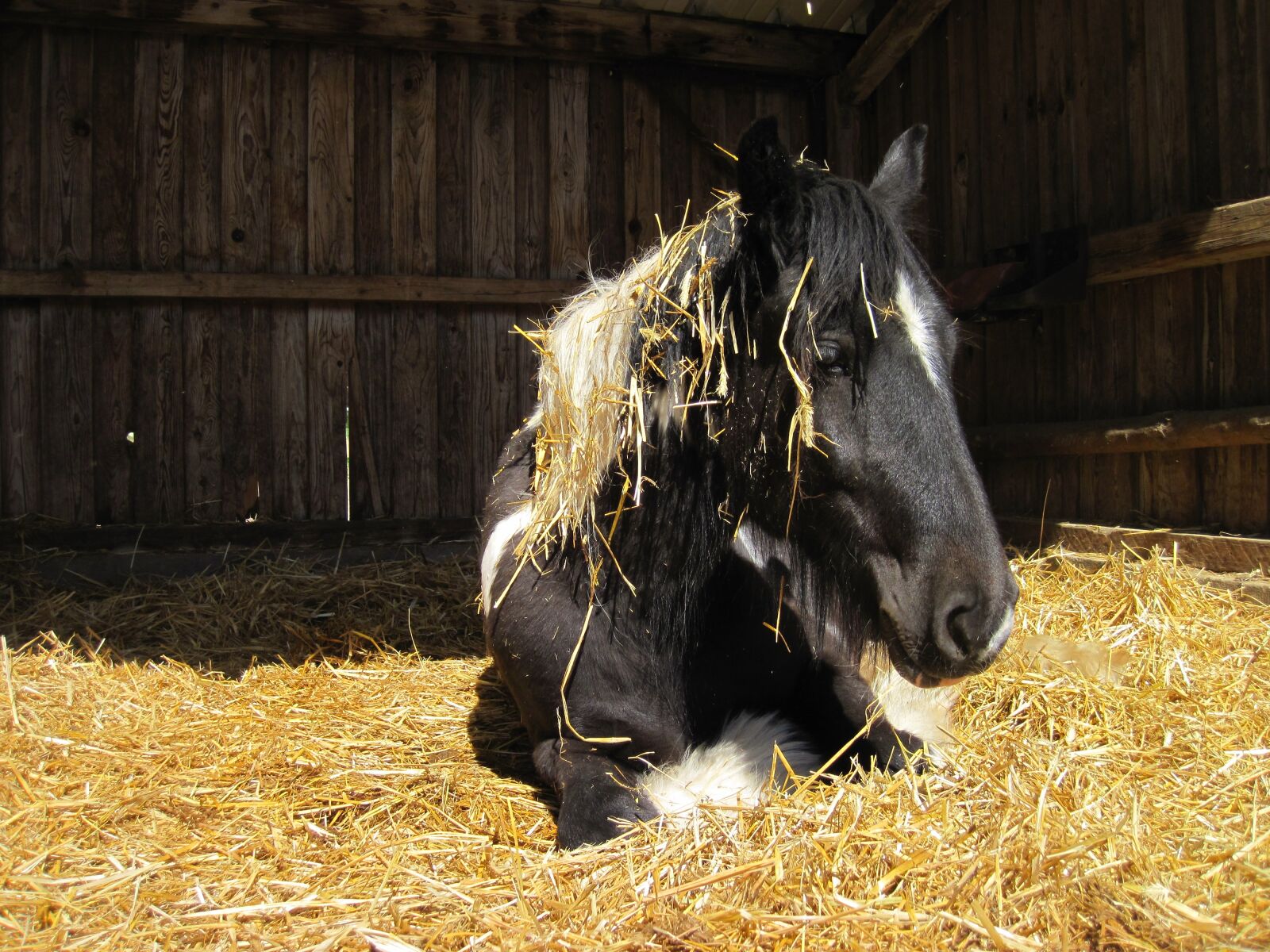 Canon PowerShot D10 sample photo. Horse, pinto, black photography