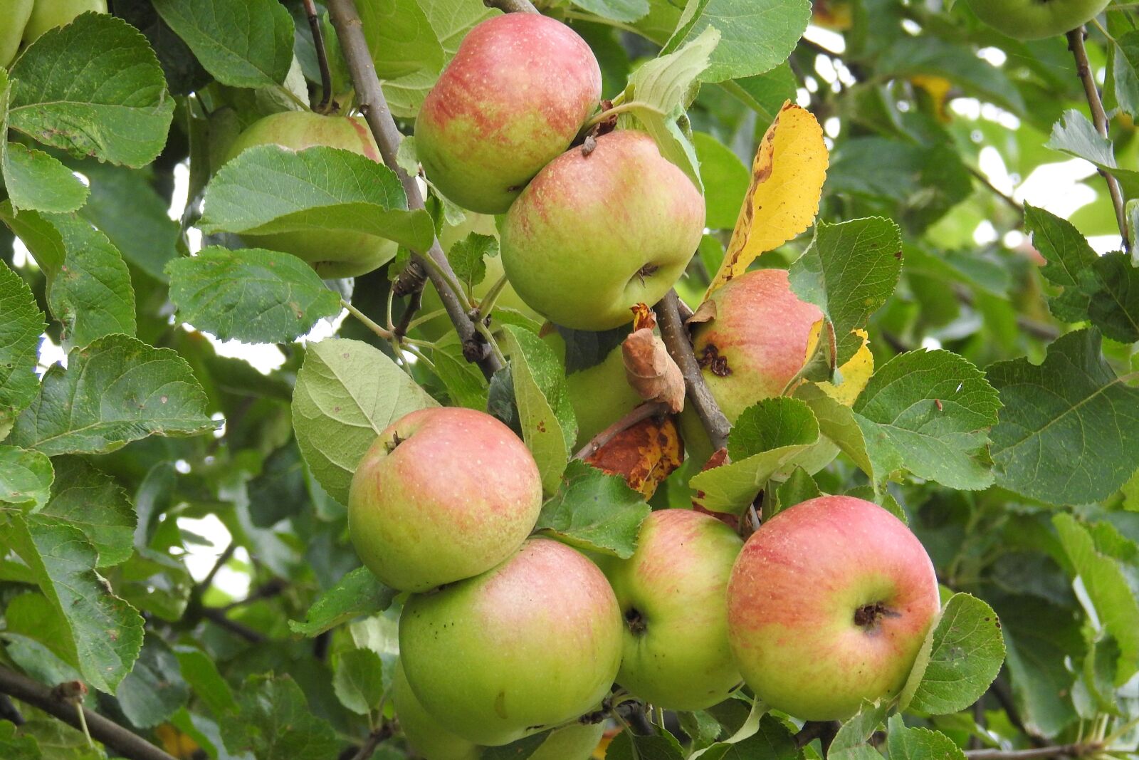 Nikon Coolpix P900 sample photo. Apple, apple tree, fruit photography