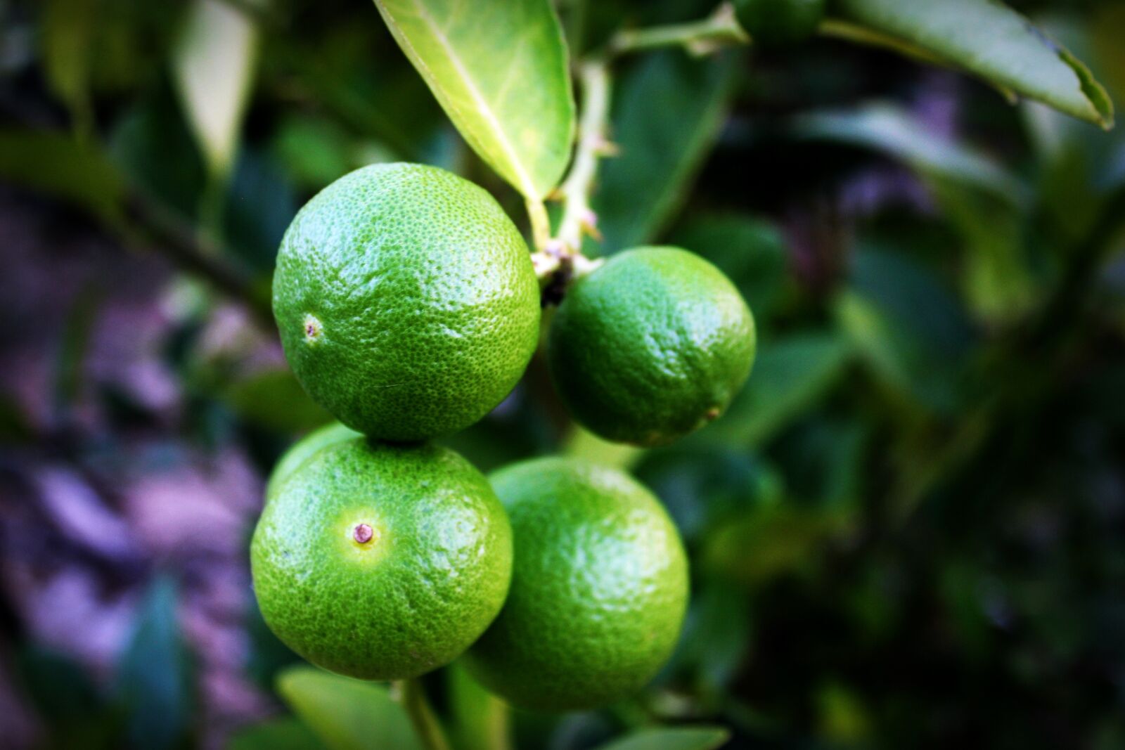 Canon EOS 650D (EOS Rebel T4i / EOS Kiss X6i) sample photo. Lime, lemon, slice photography