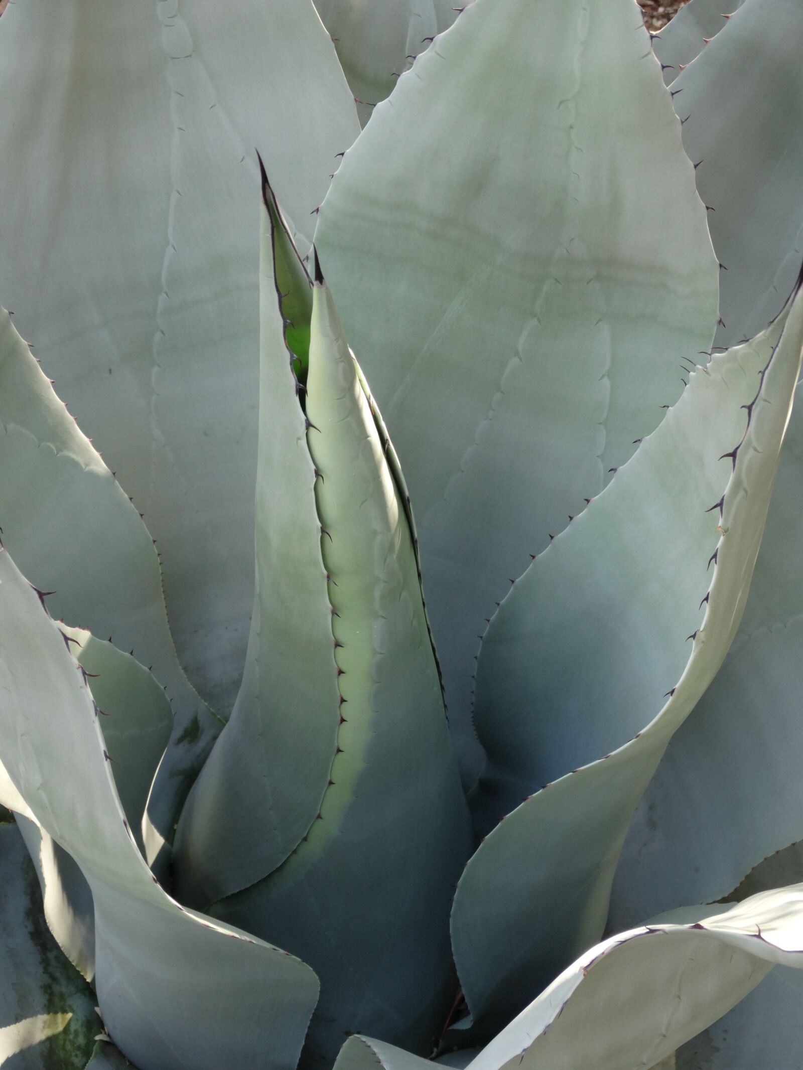 Sony Cyber-shot DSC-HX300 sample photo. Agave, succulent, plant photography