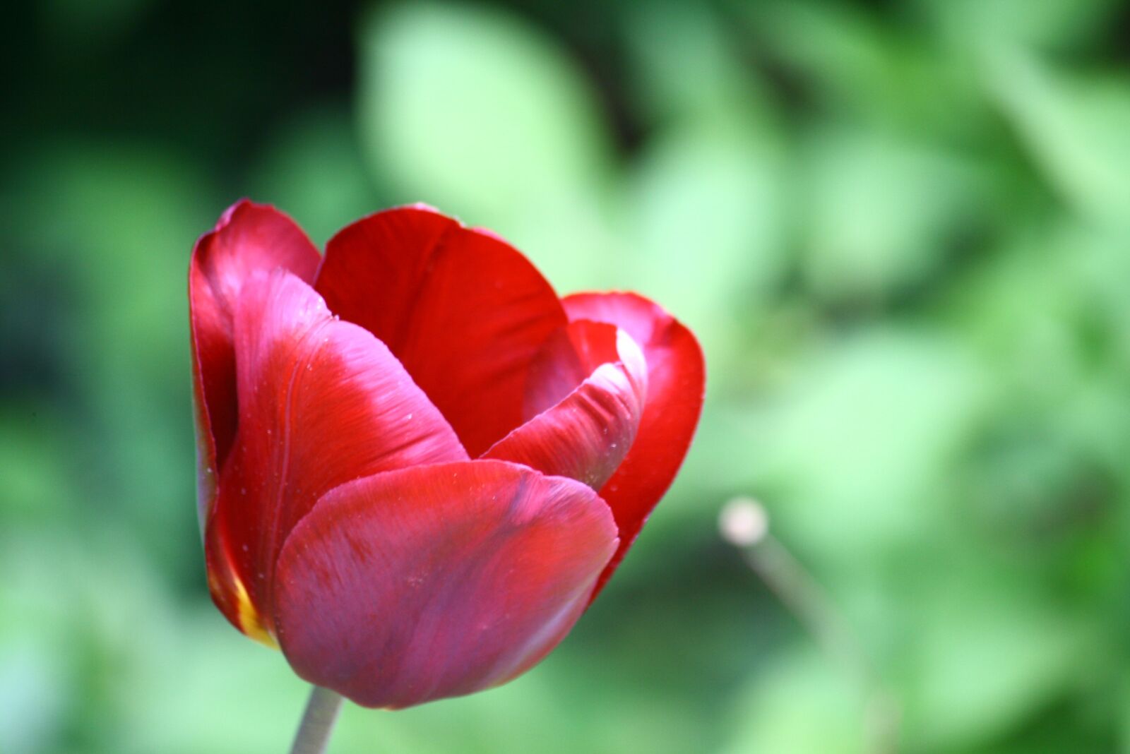 Canon EOS 400D (EOS Digital Rebel XTi / EOS Kiss Digital X) sample photo. Tulip, haze, red photography