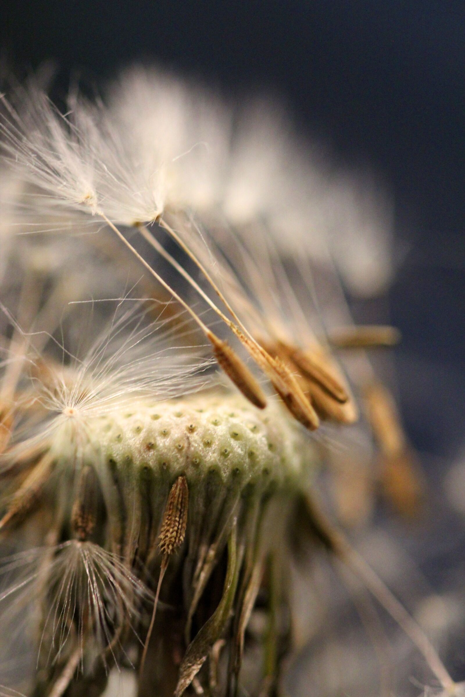 Canon EOS 600D (Rebel EOS T3i / EOS Kiss X5) + Canon EF 100mm F2.8 Macro USM sample photo. Seed head, dandelion, seeds photography