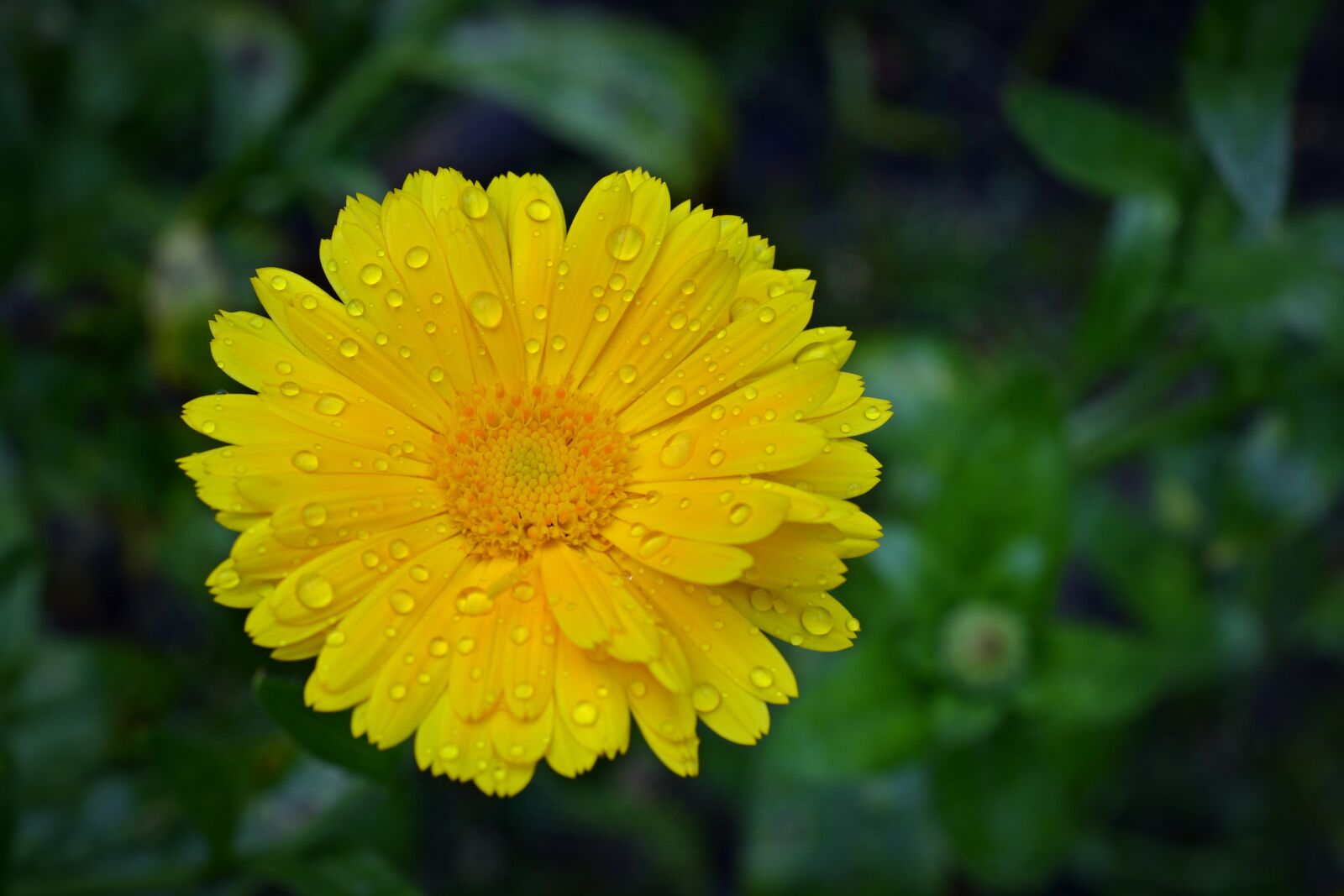 Nikon D5200 sample photo. Marigold, blossom, bloom photography