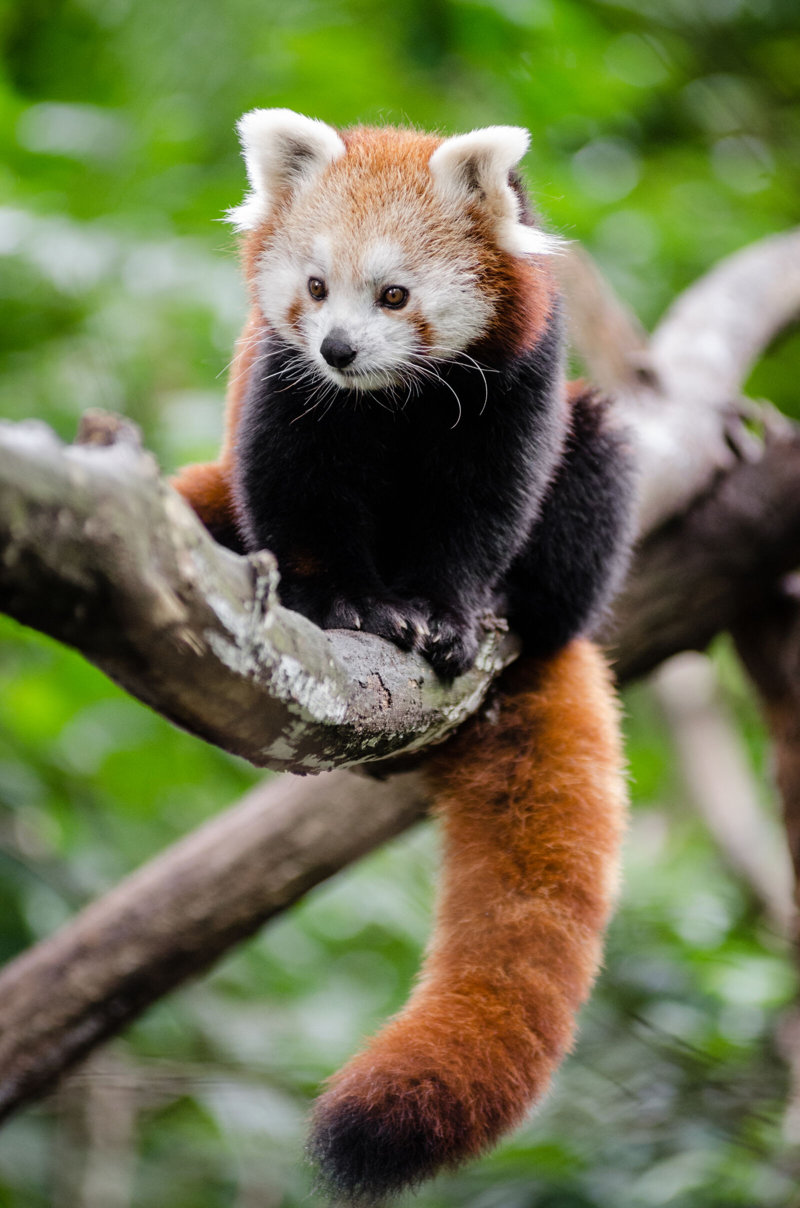 AF Zoom-Nikkor 80-200mm f/2.8 ED sample photo