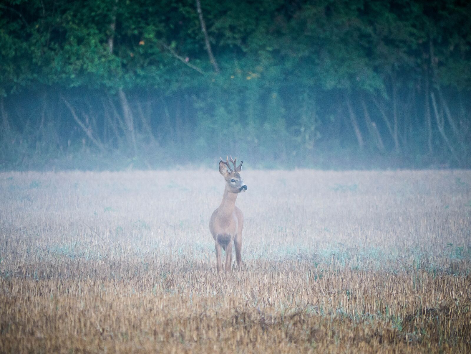 LUMIX G VARIO 100-300/F4.0-5.6II sample photo. Reh, rehbock, wildlife photography