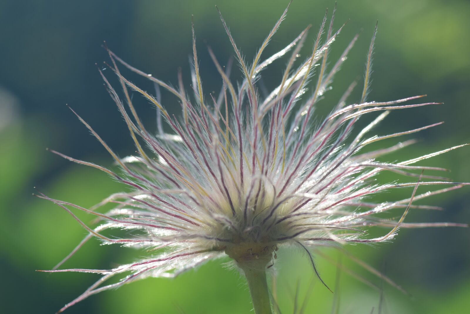 Nikon D3300 sample photo. Pasque flower, pulsatilla vulgaris photography